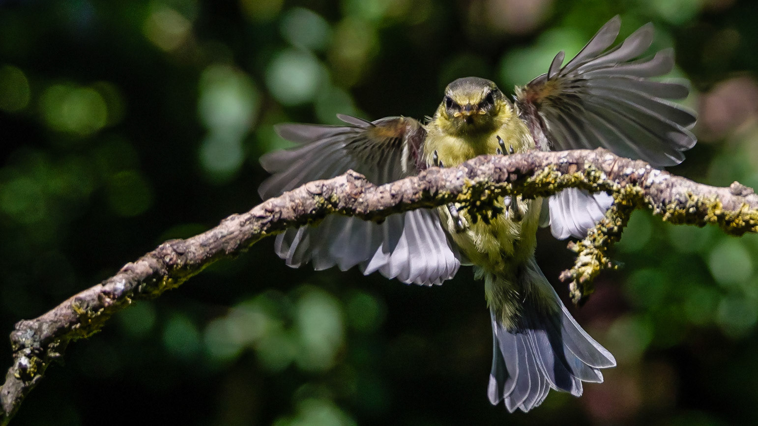 Blue Tit