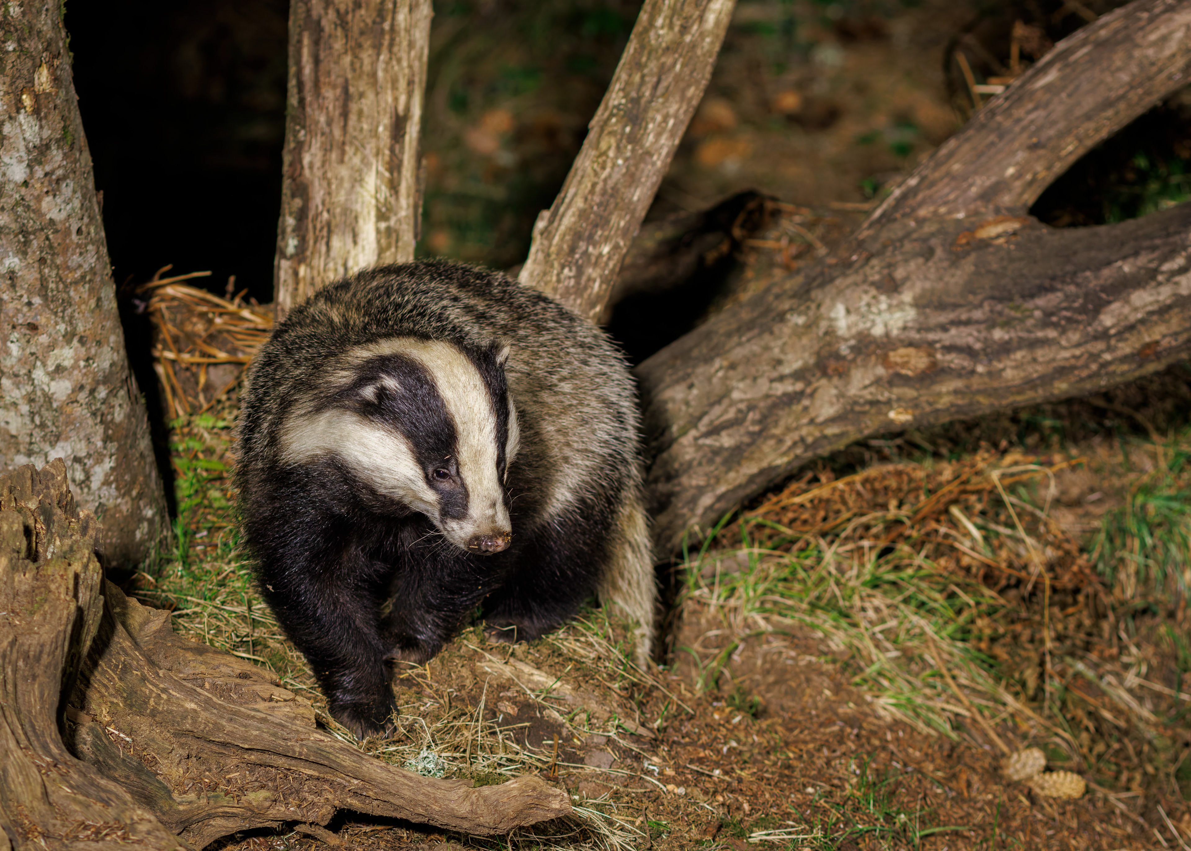 Badger