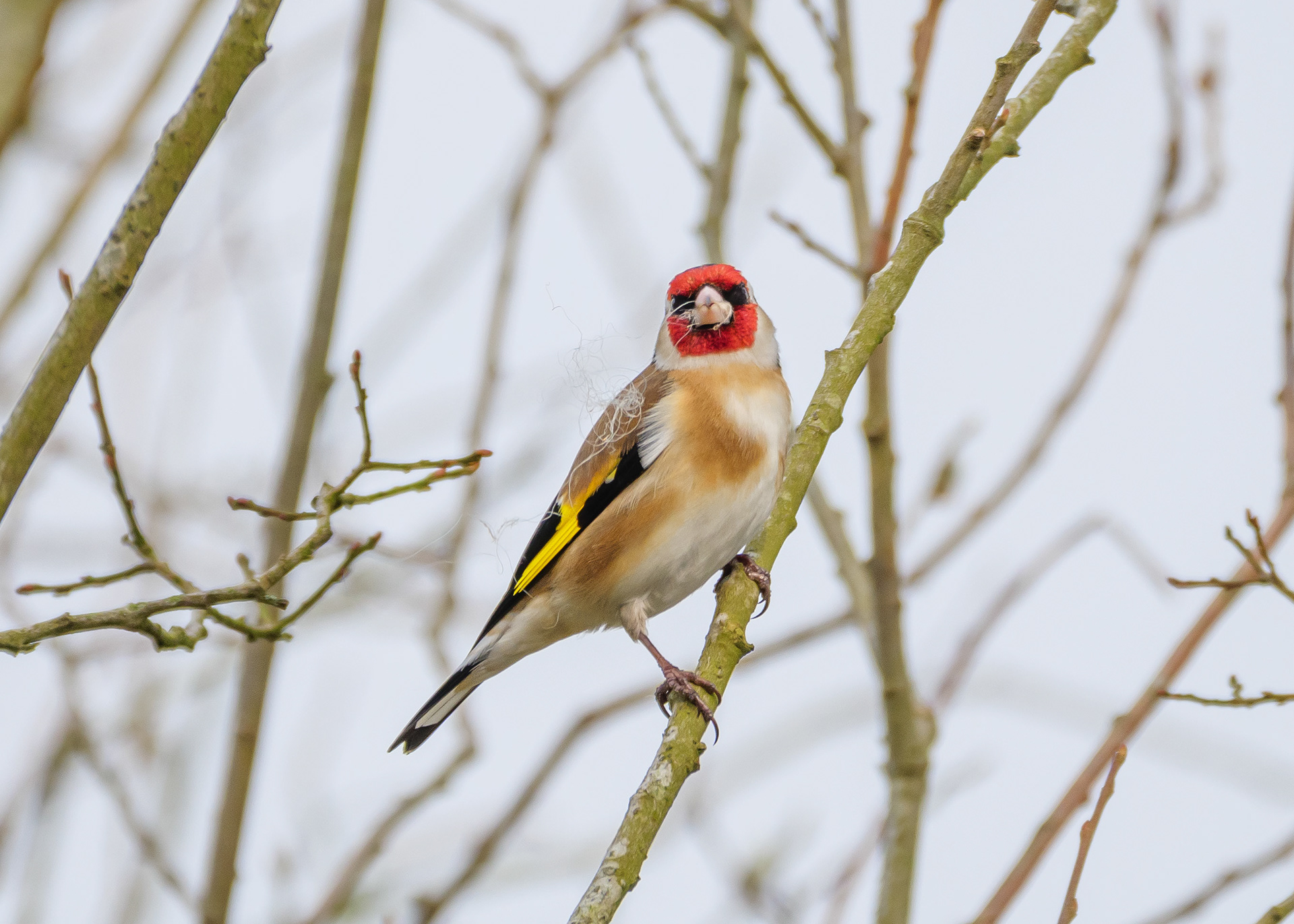 Goldfinch
