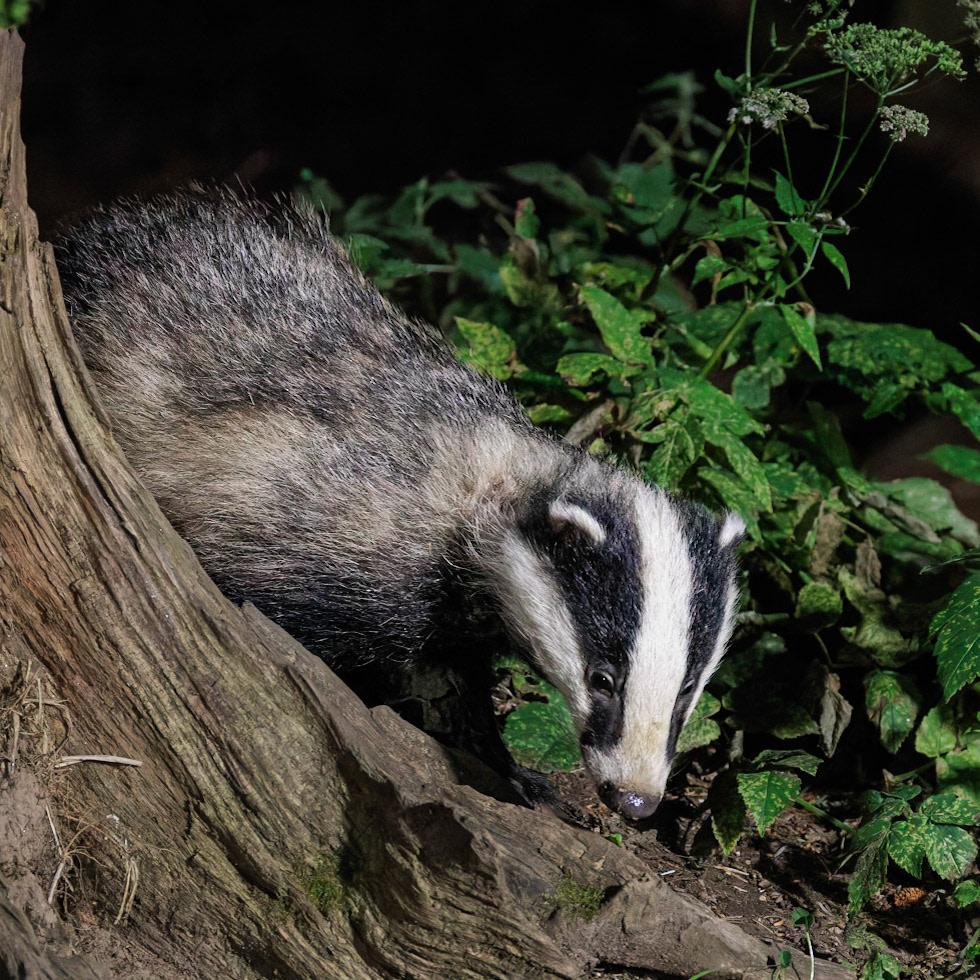 Badger