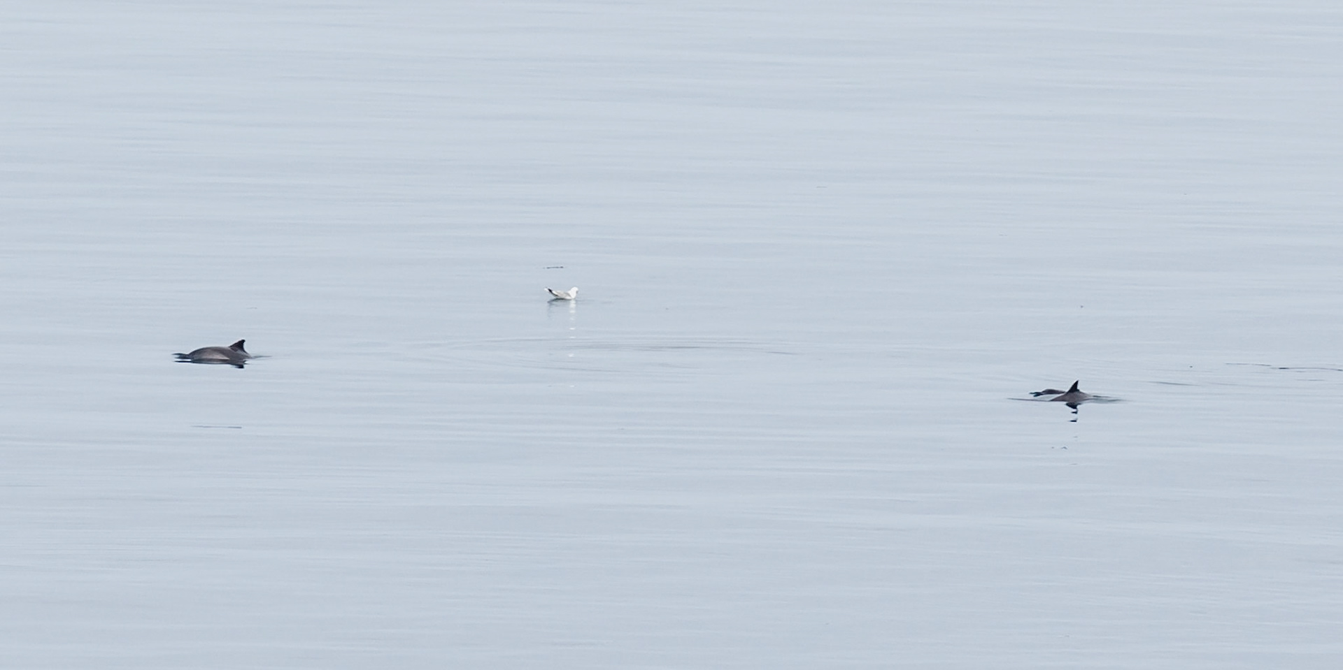 Porpoise