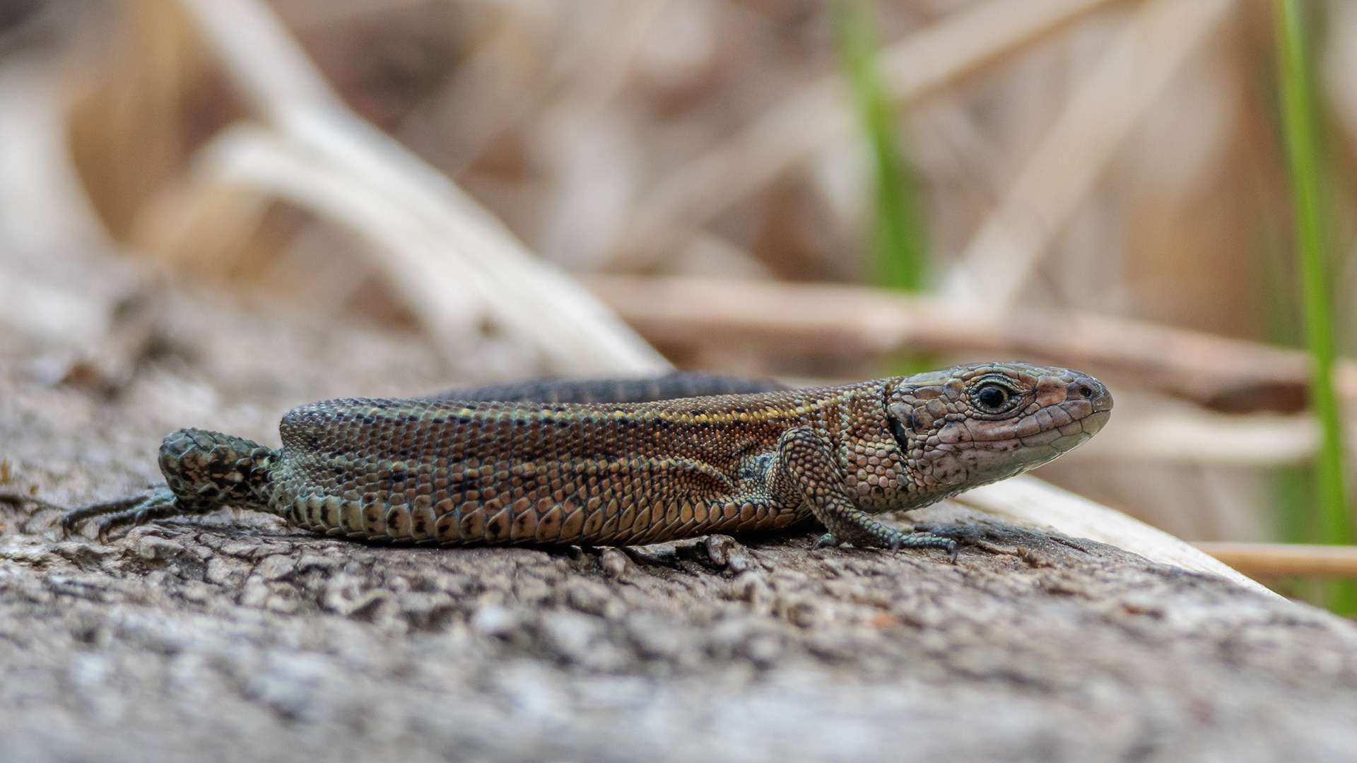 Common Lizard