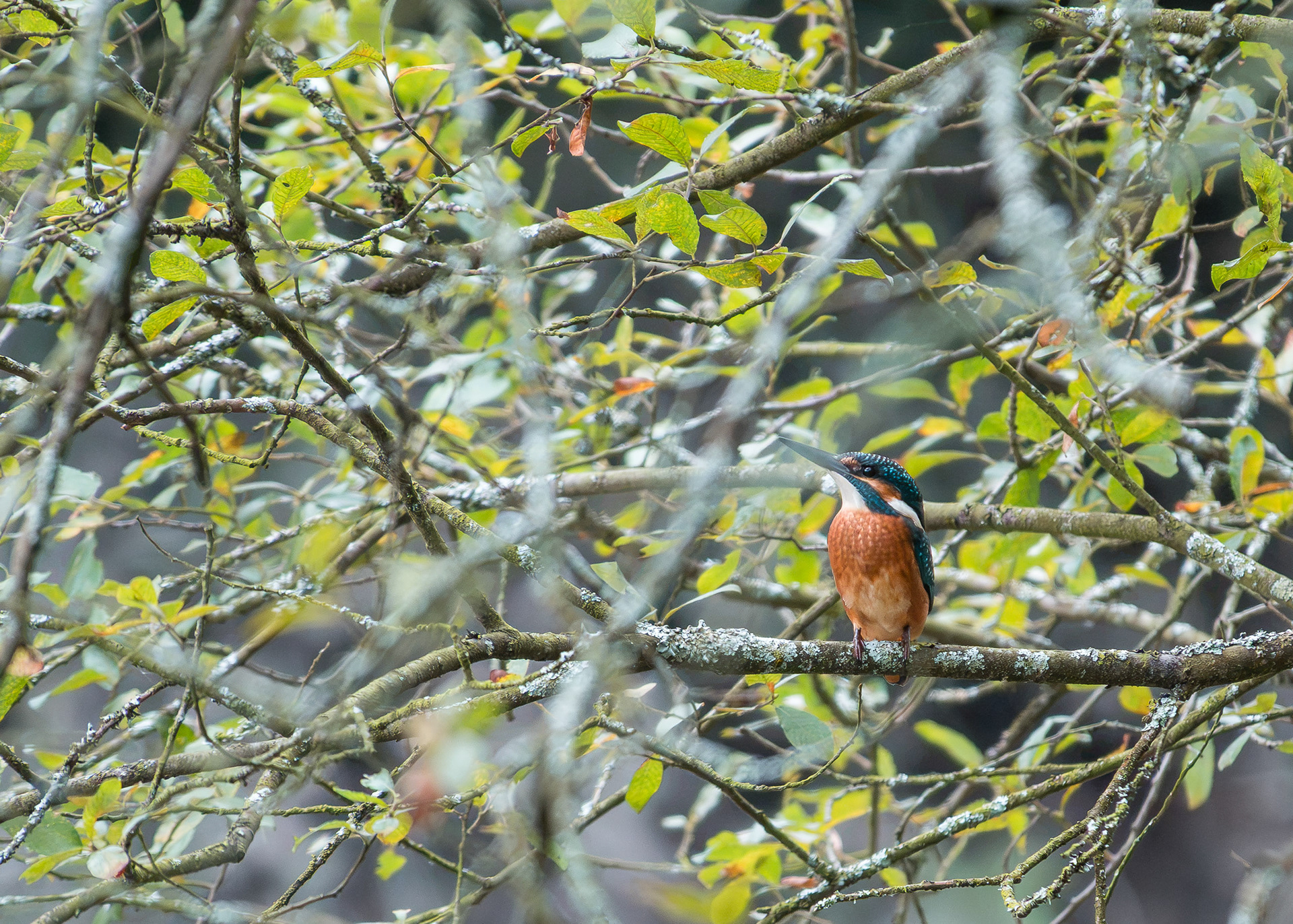 Kingfisher