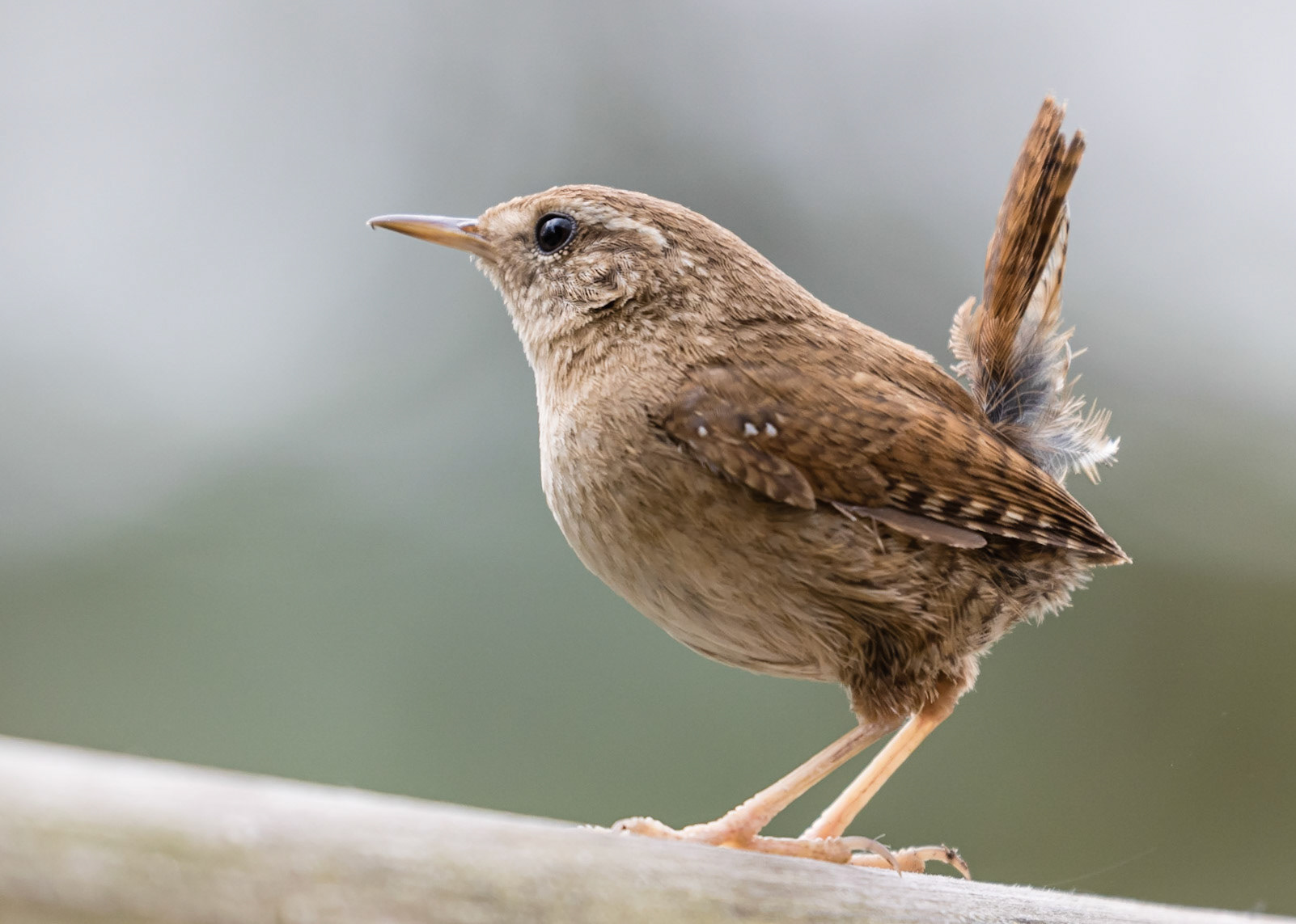 Wren