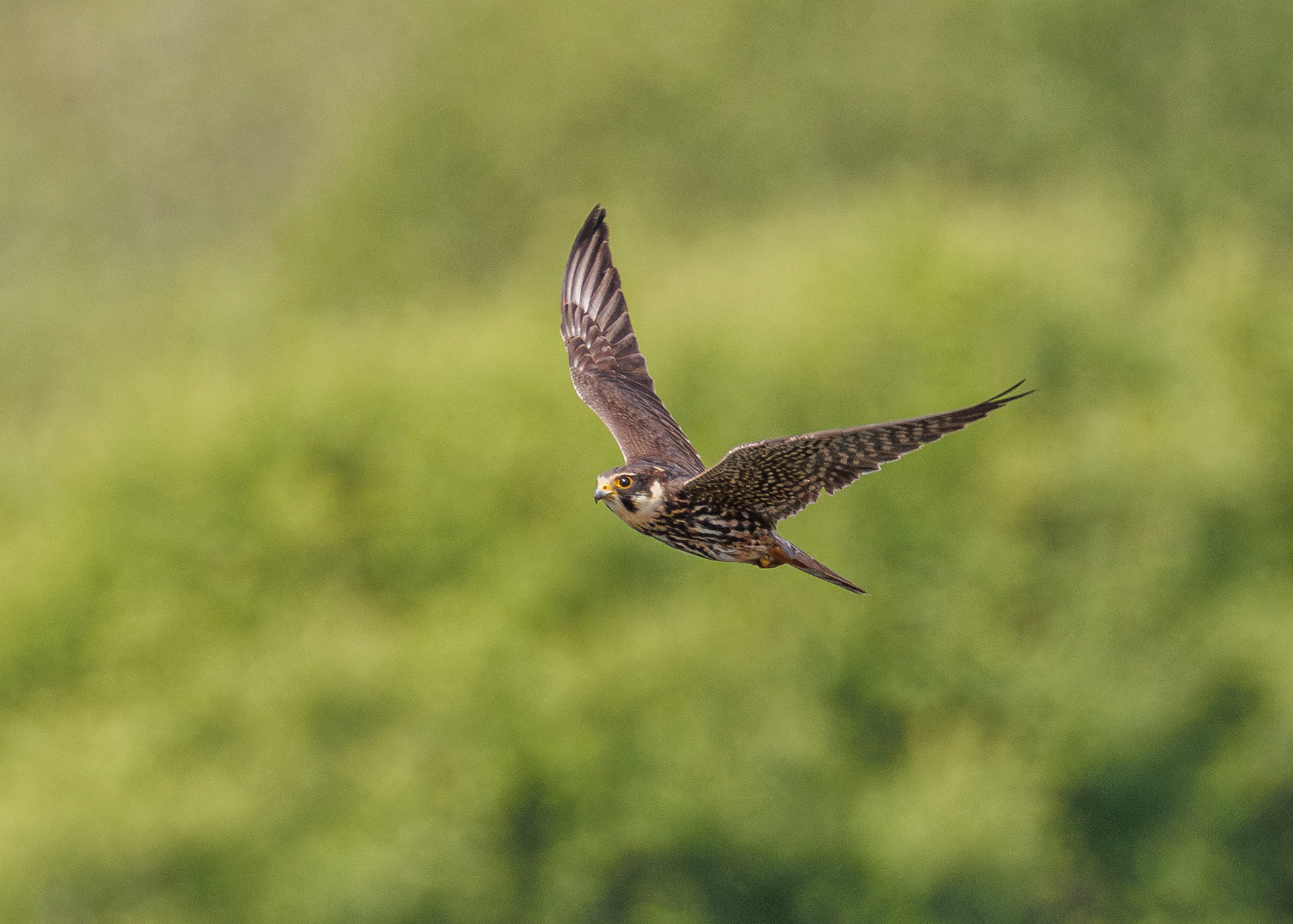 Hobby