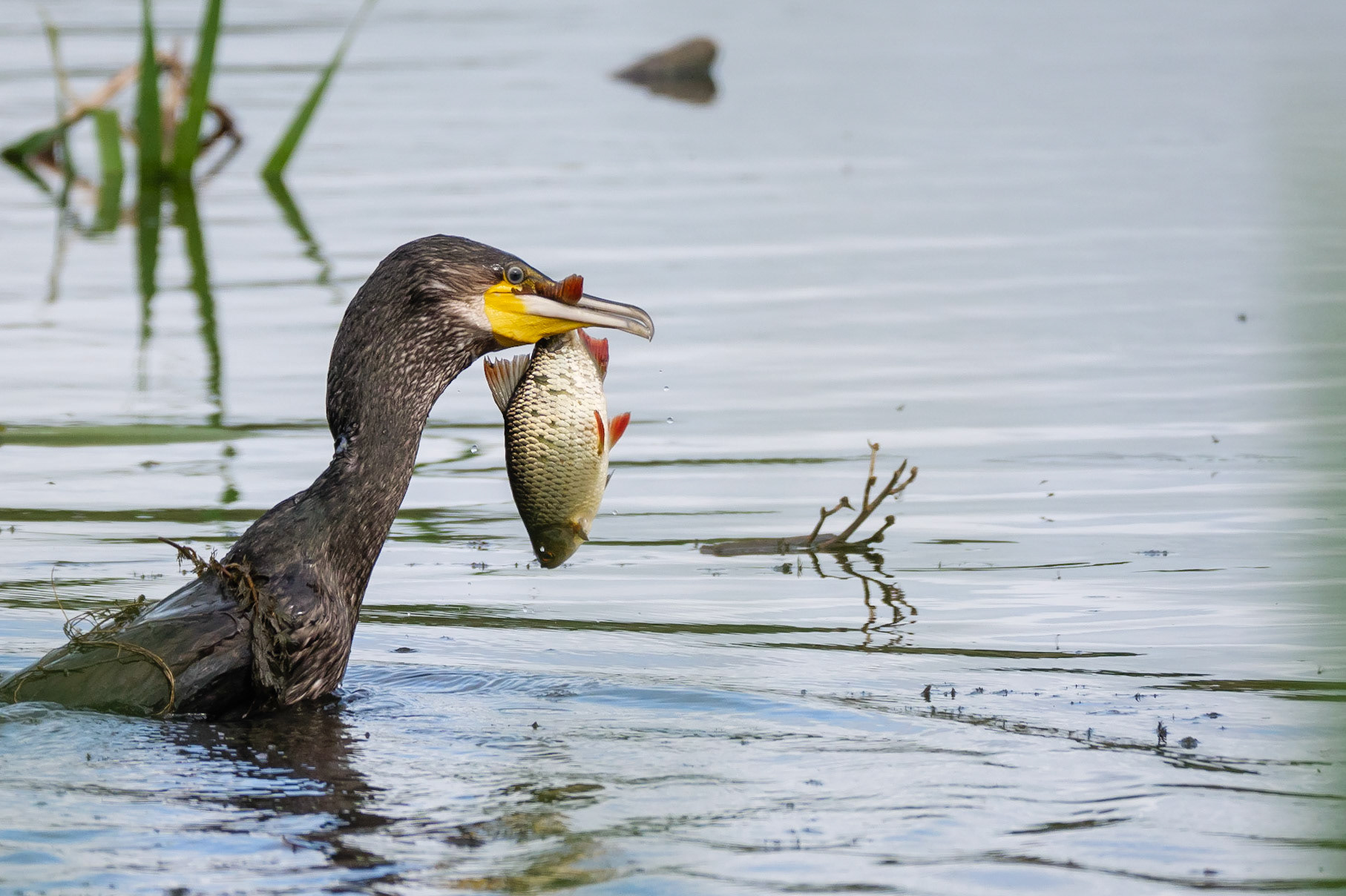 Cormorant