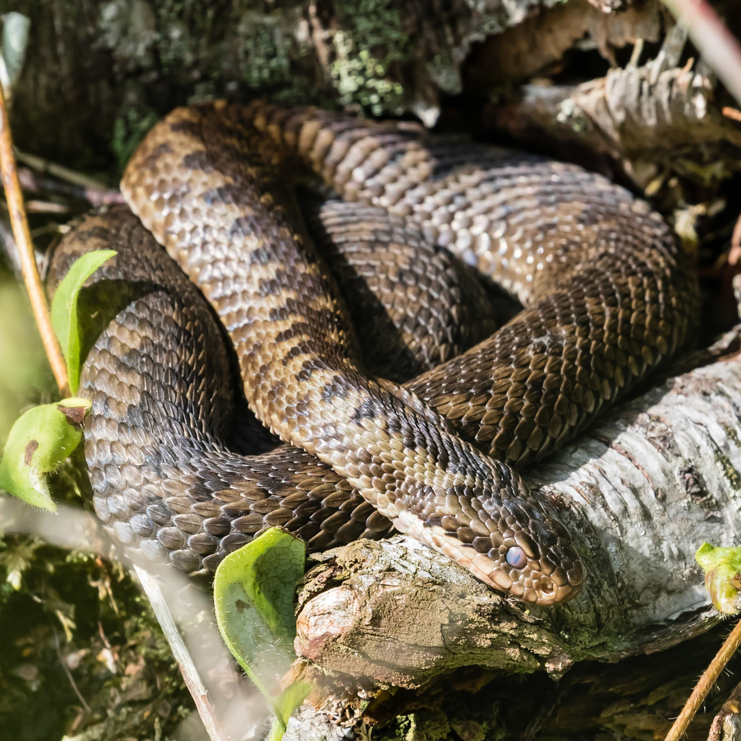 Adder