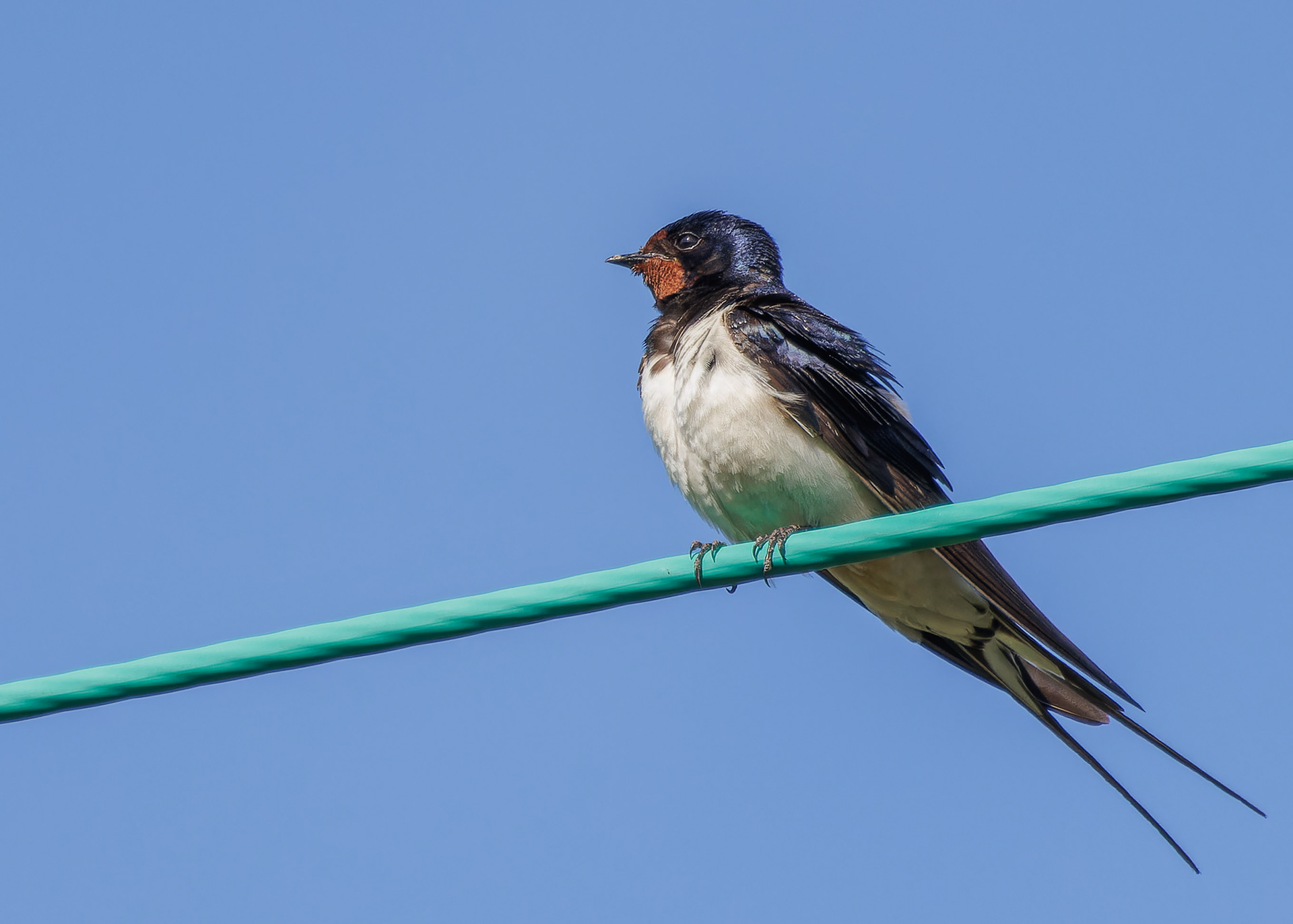 Swallow