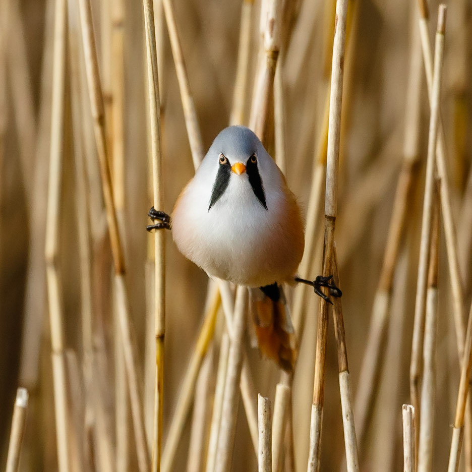 Bearded Tit