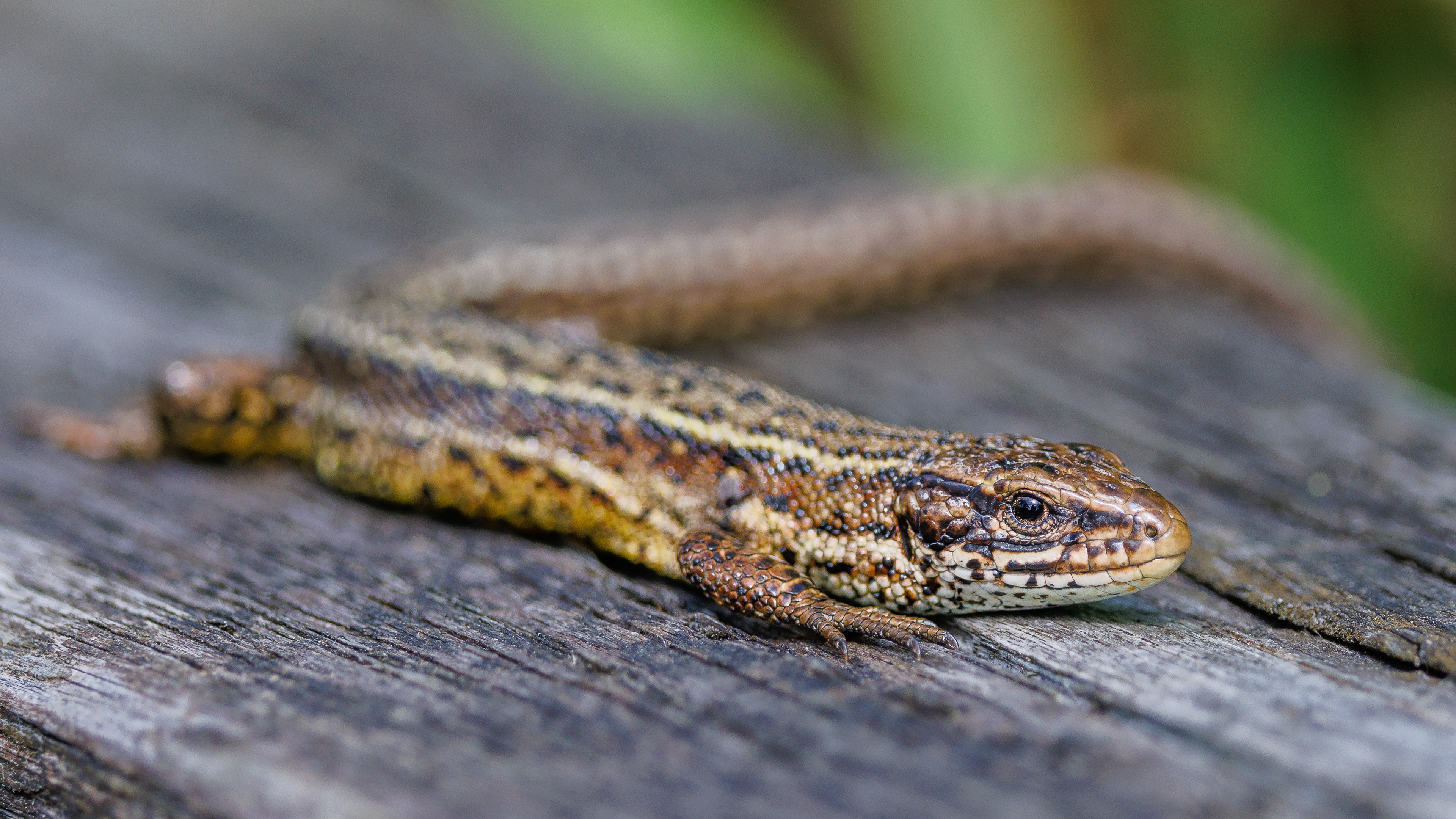 Common Lizard