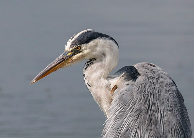 Grey Heron