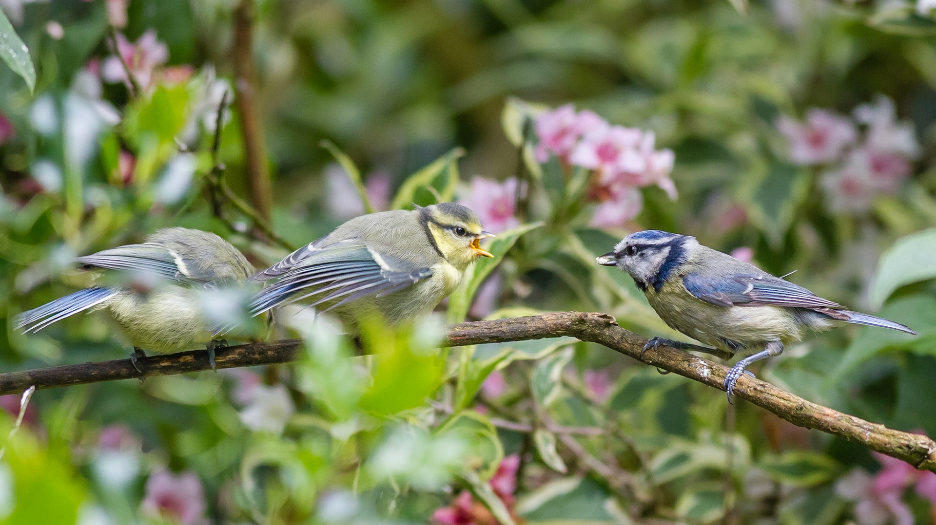 Blue Tits