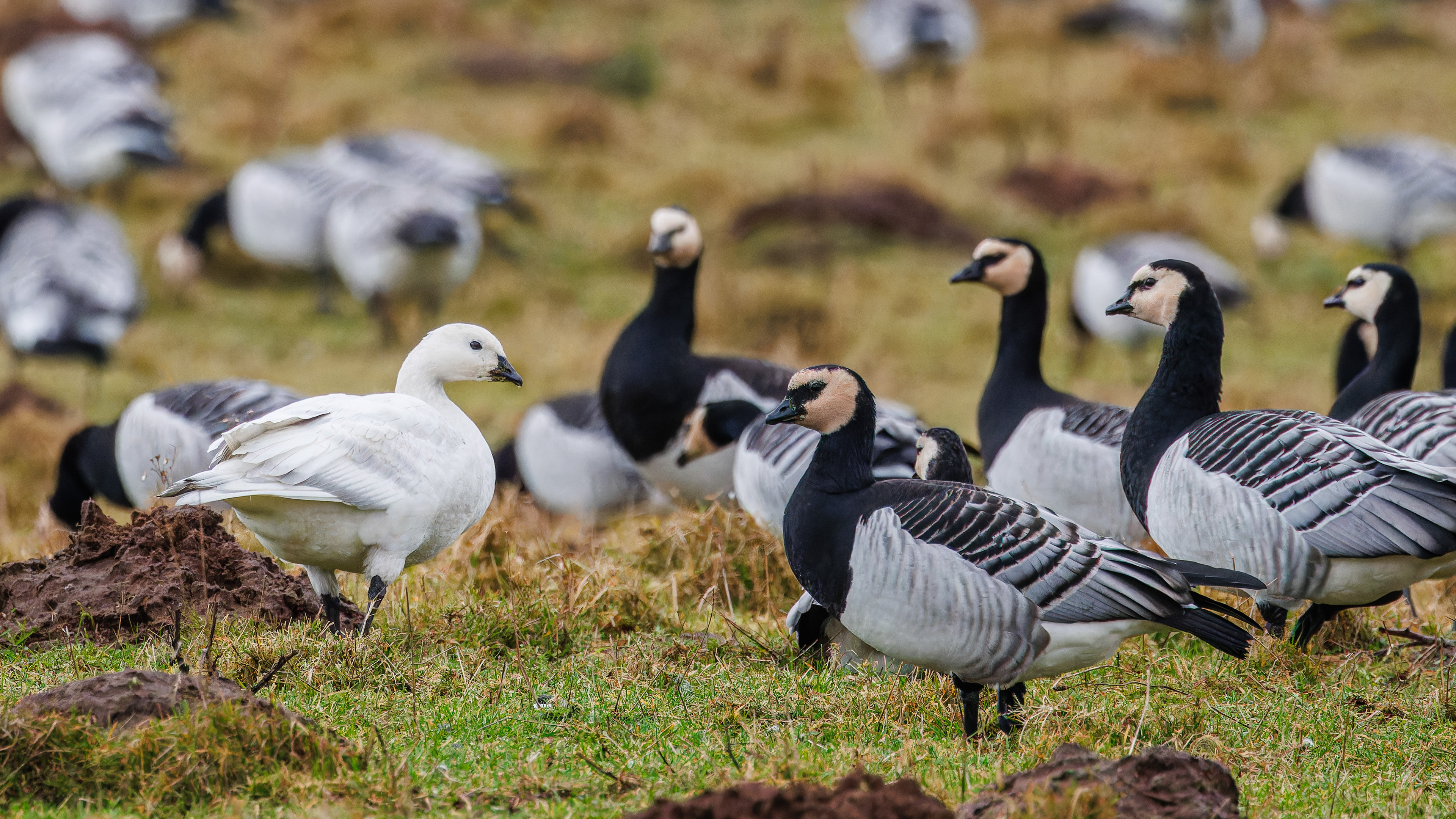 Barnacle geese