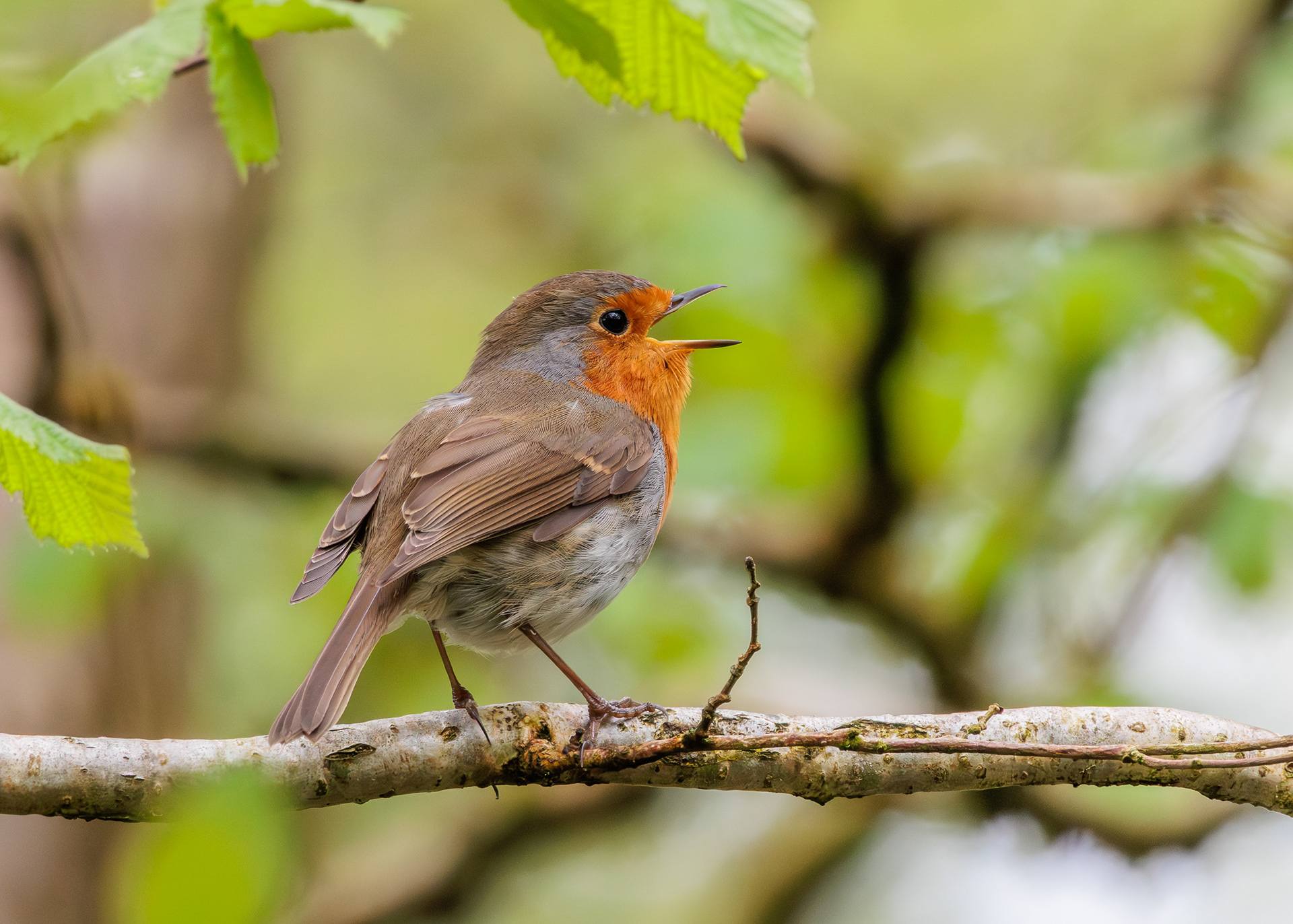 Robin