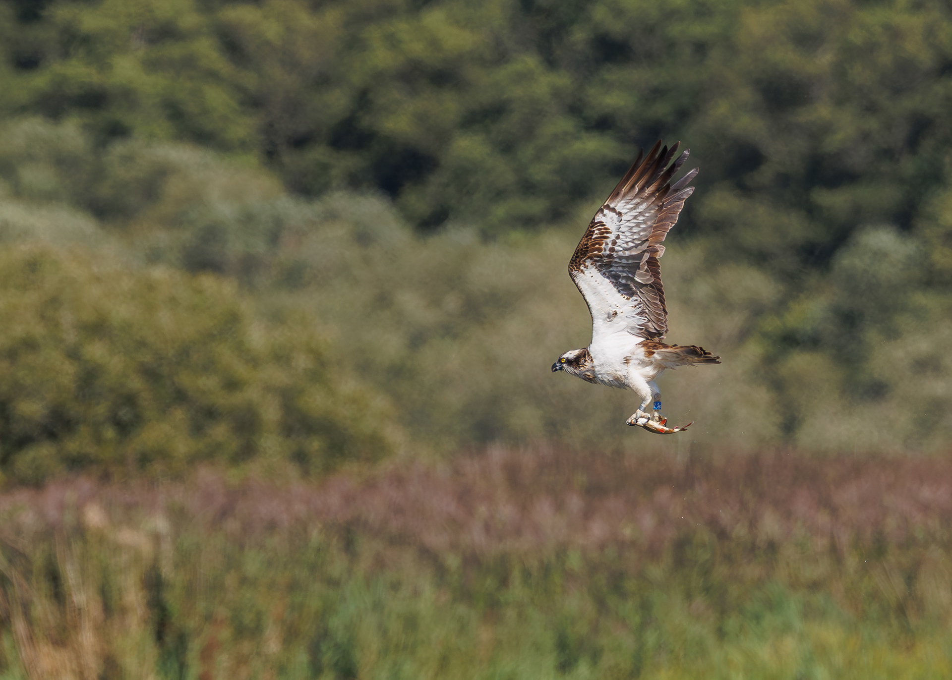 Osprey