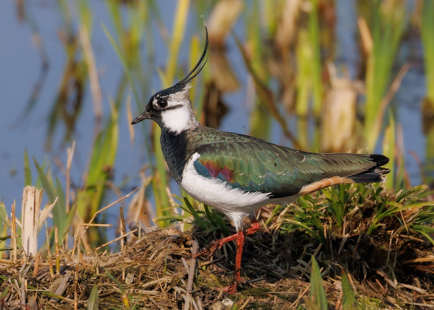 Lapwing