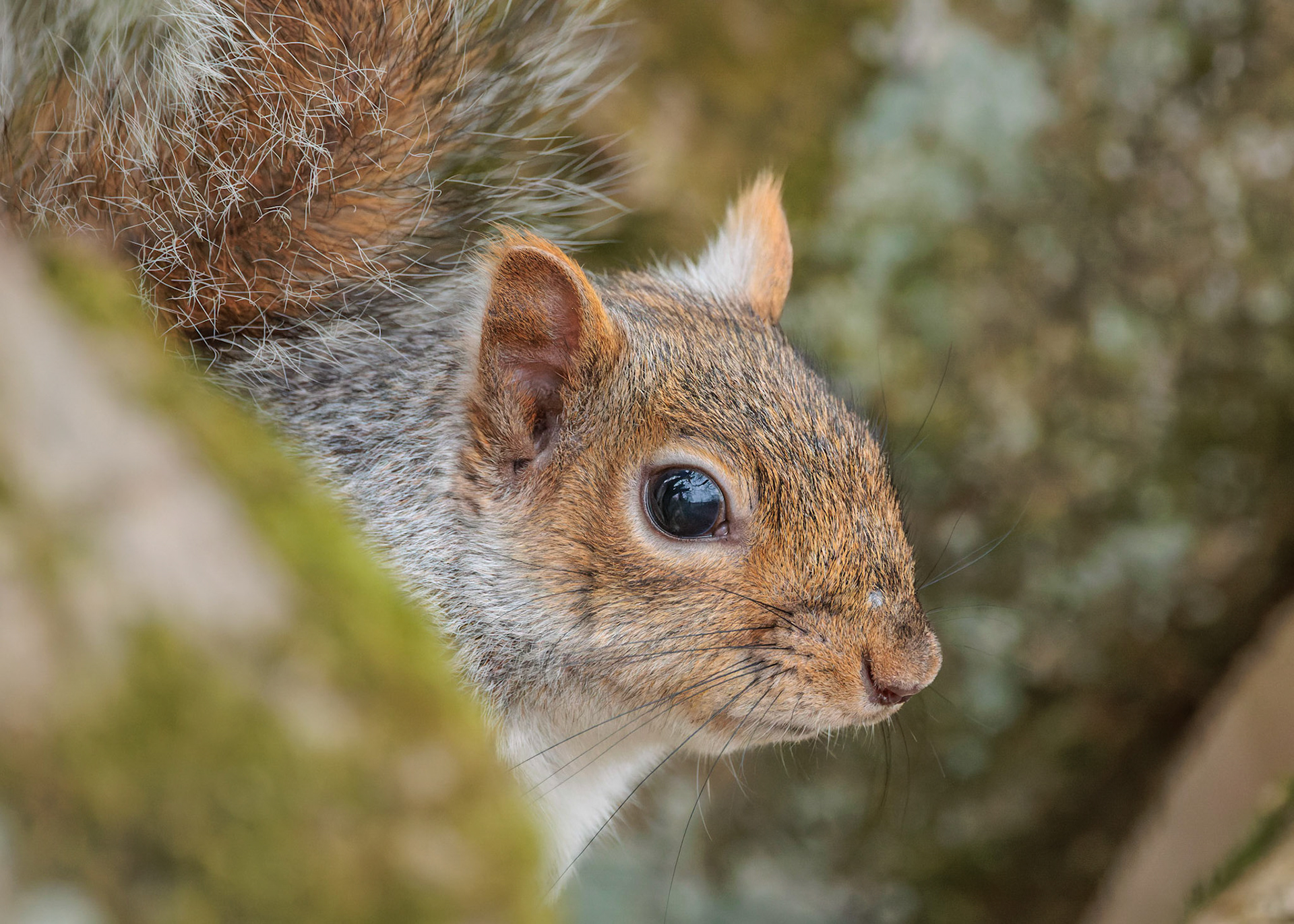 Grey Squirrel