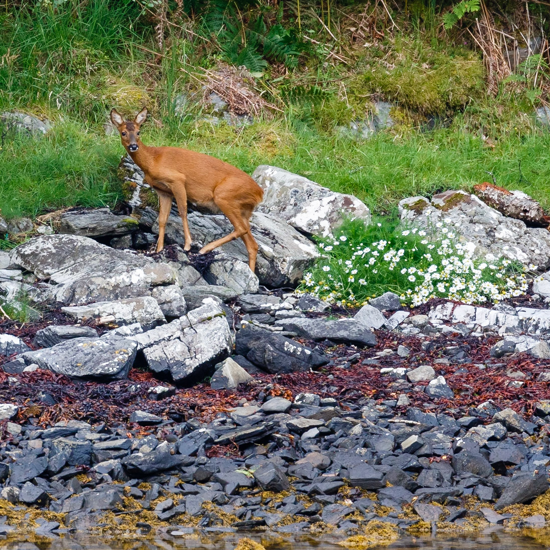 Roe Deer