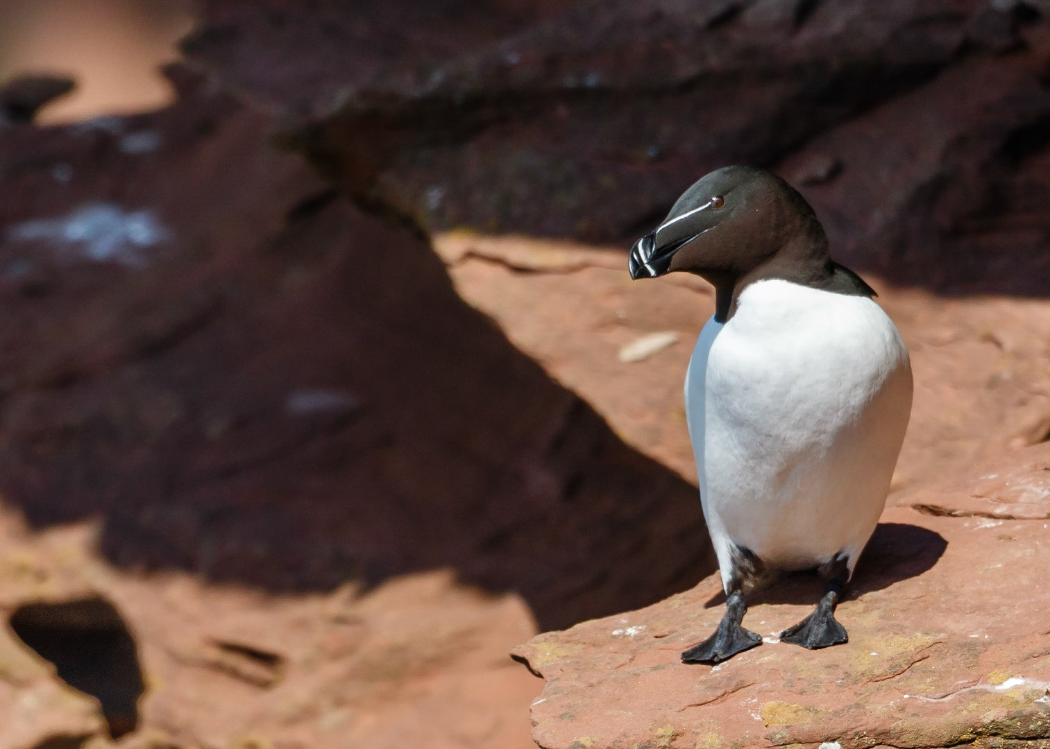 Razorbill