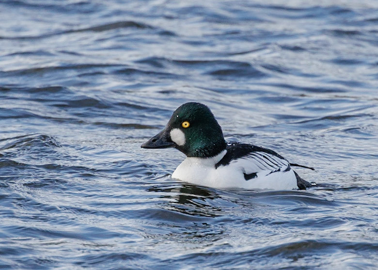 Goldeneye