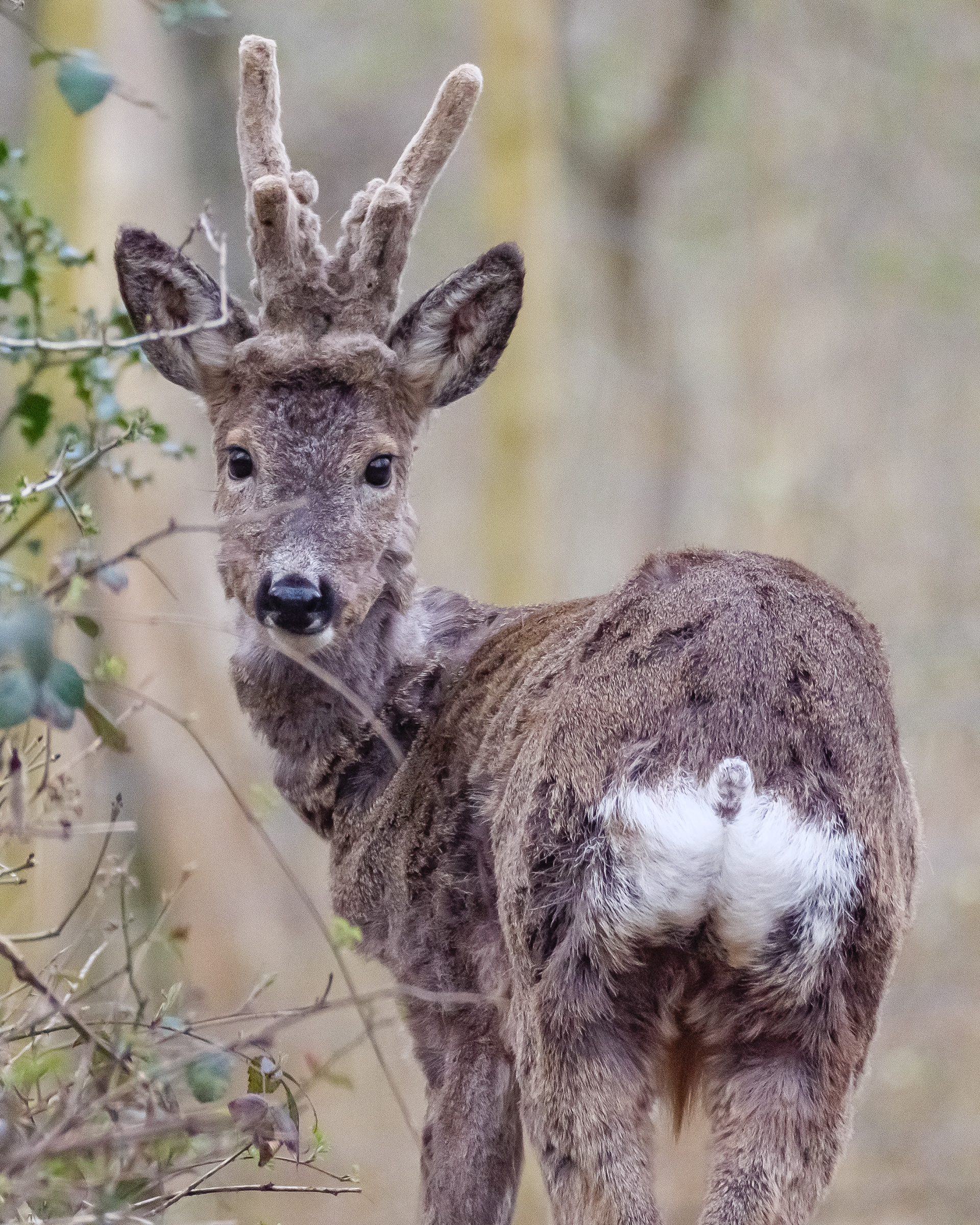 Roe Deer