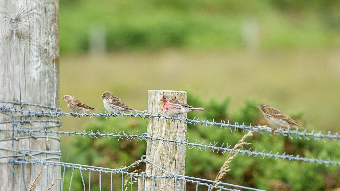 Lesser Redpoll