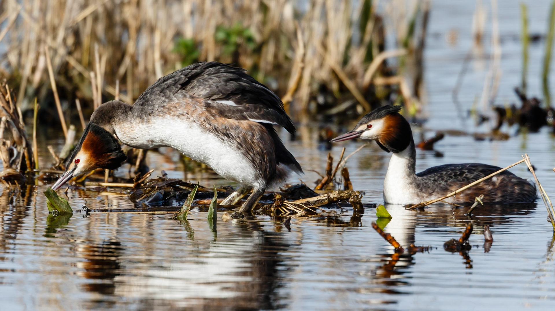 Great Crested Grebe