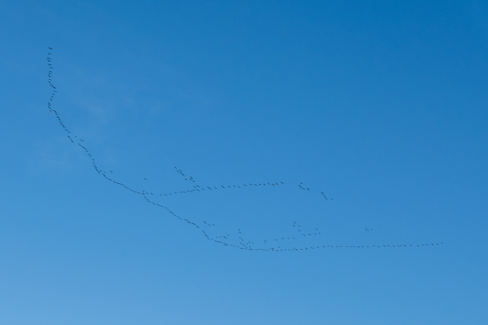 Geese