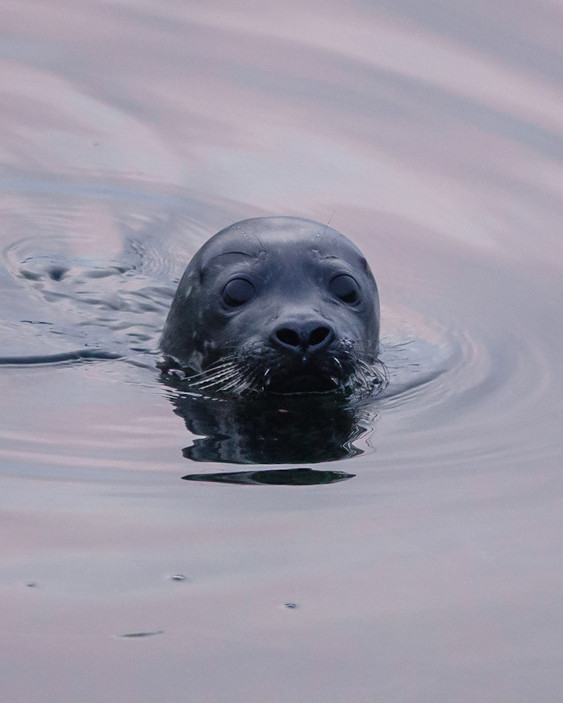 Grey Seal