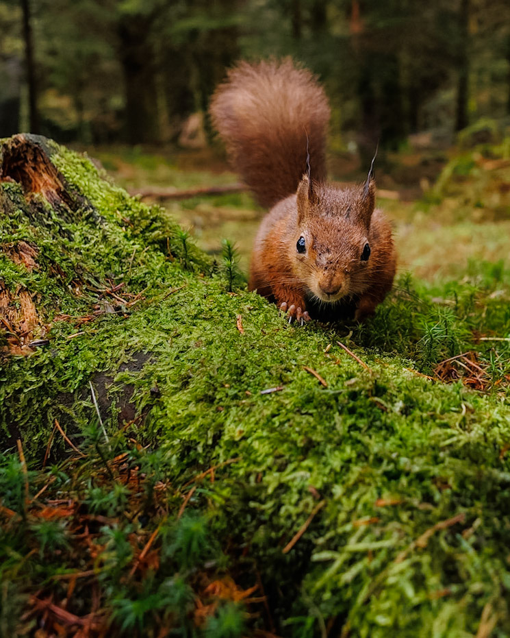 Red Squirrel