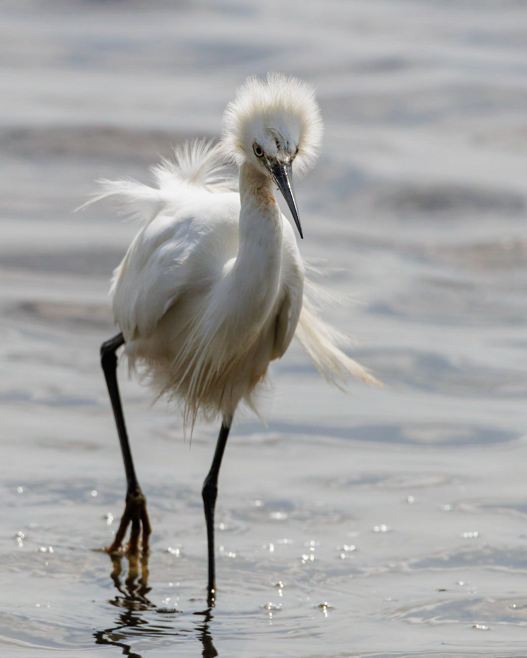 Little Egret