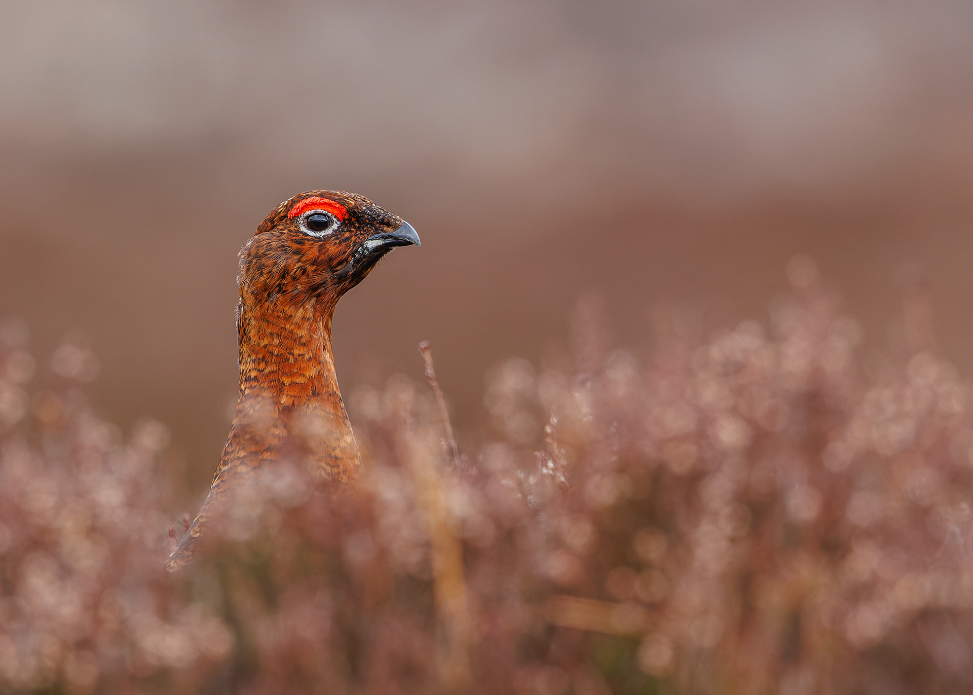 Red Grouse
