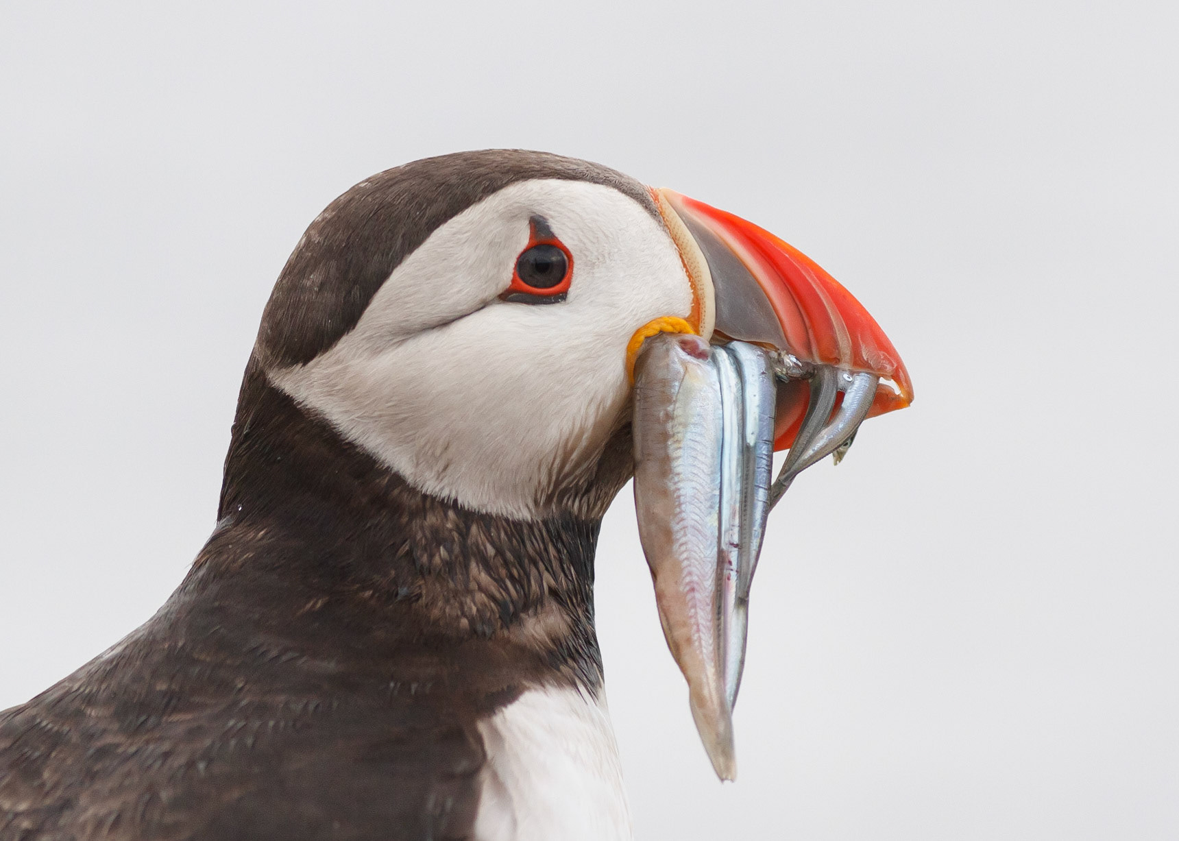 Puffin