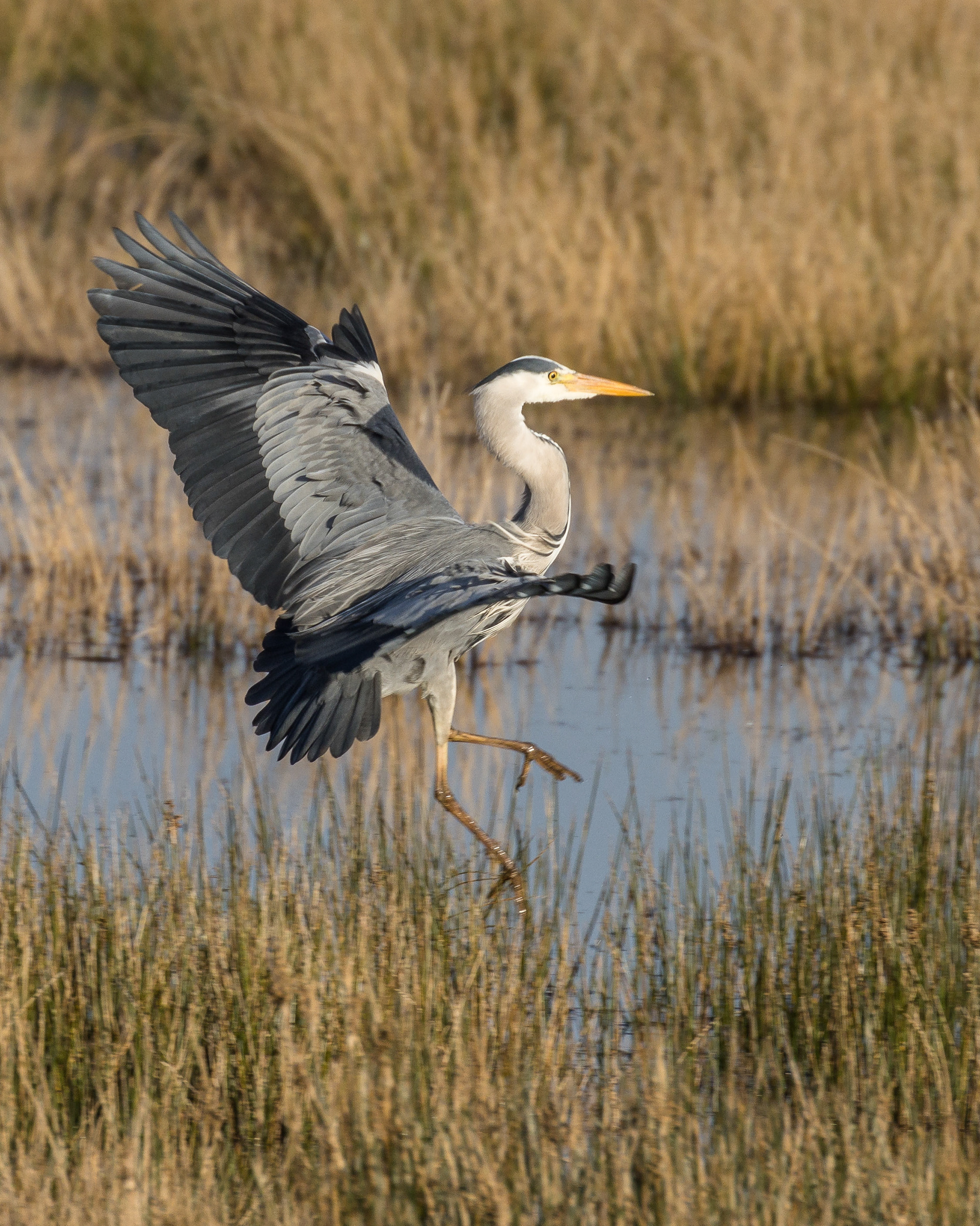 Heron
