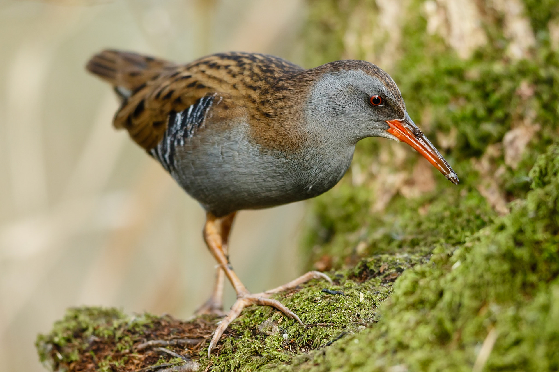 Water Rail