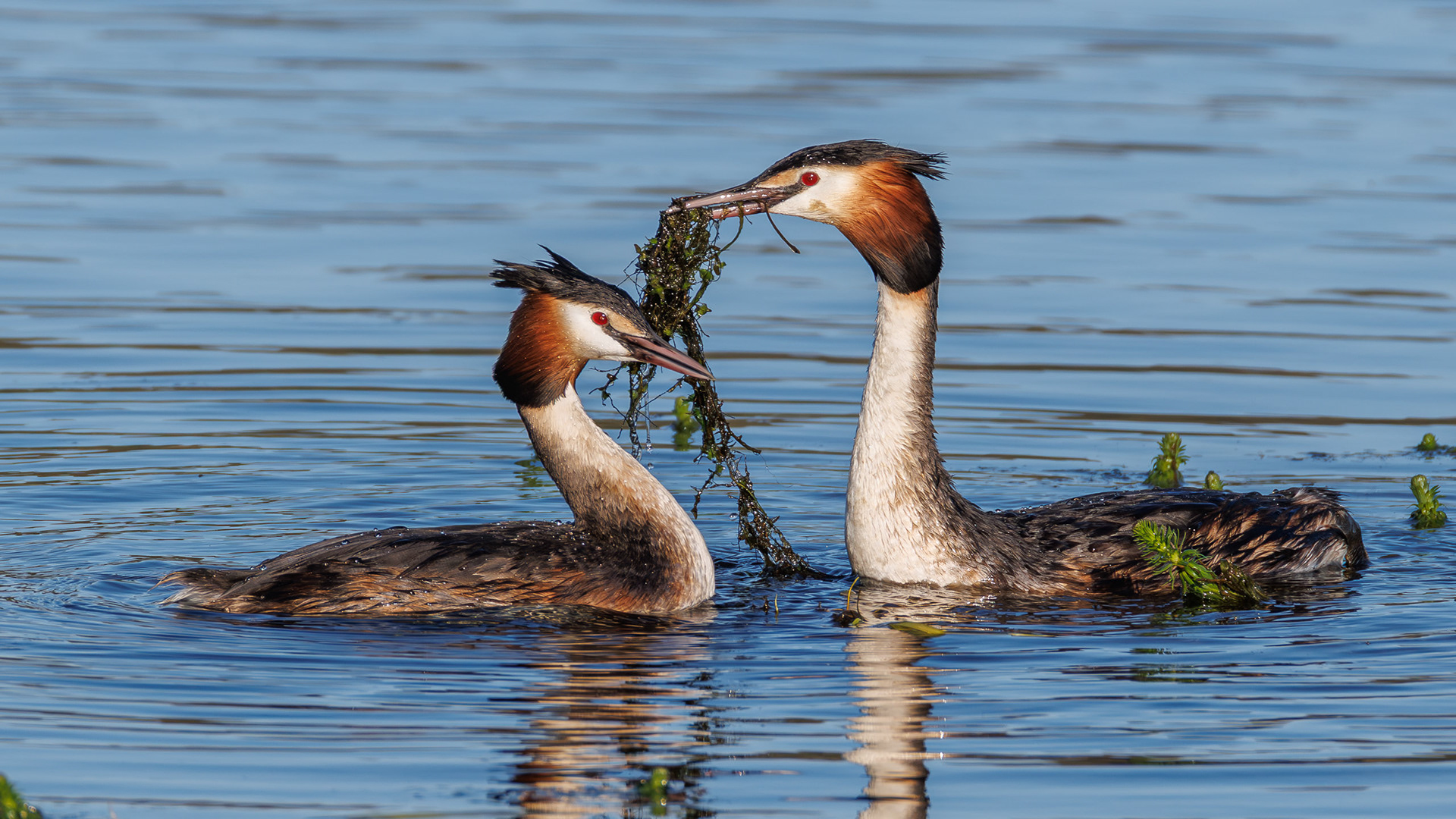 Great Crested Grebe