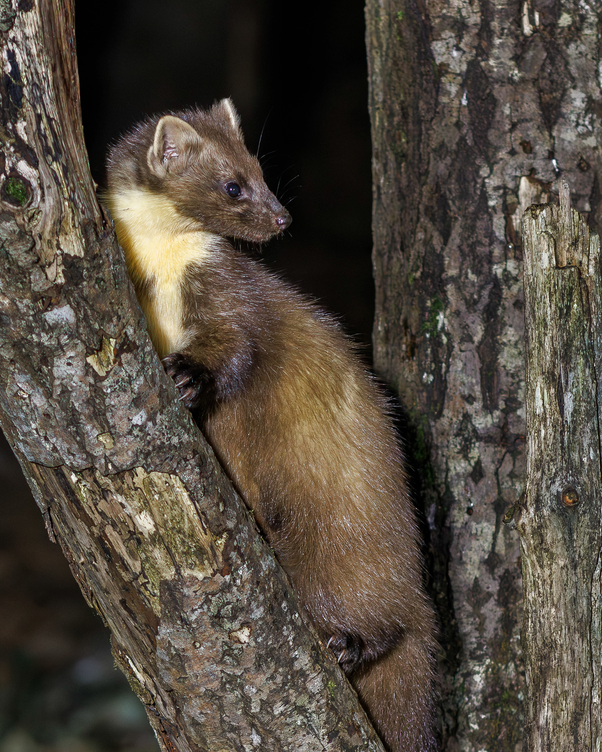 Pine Marten