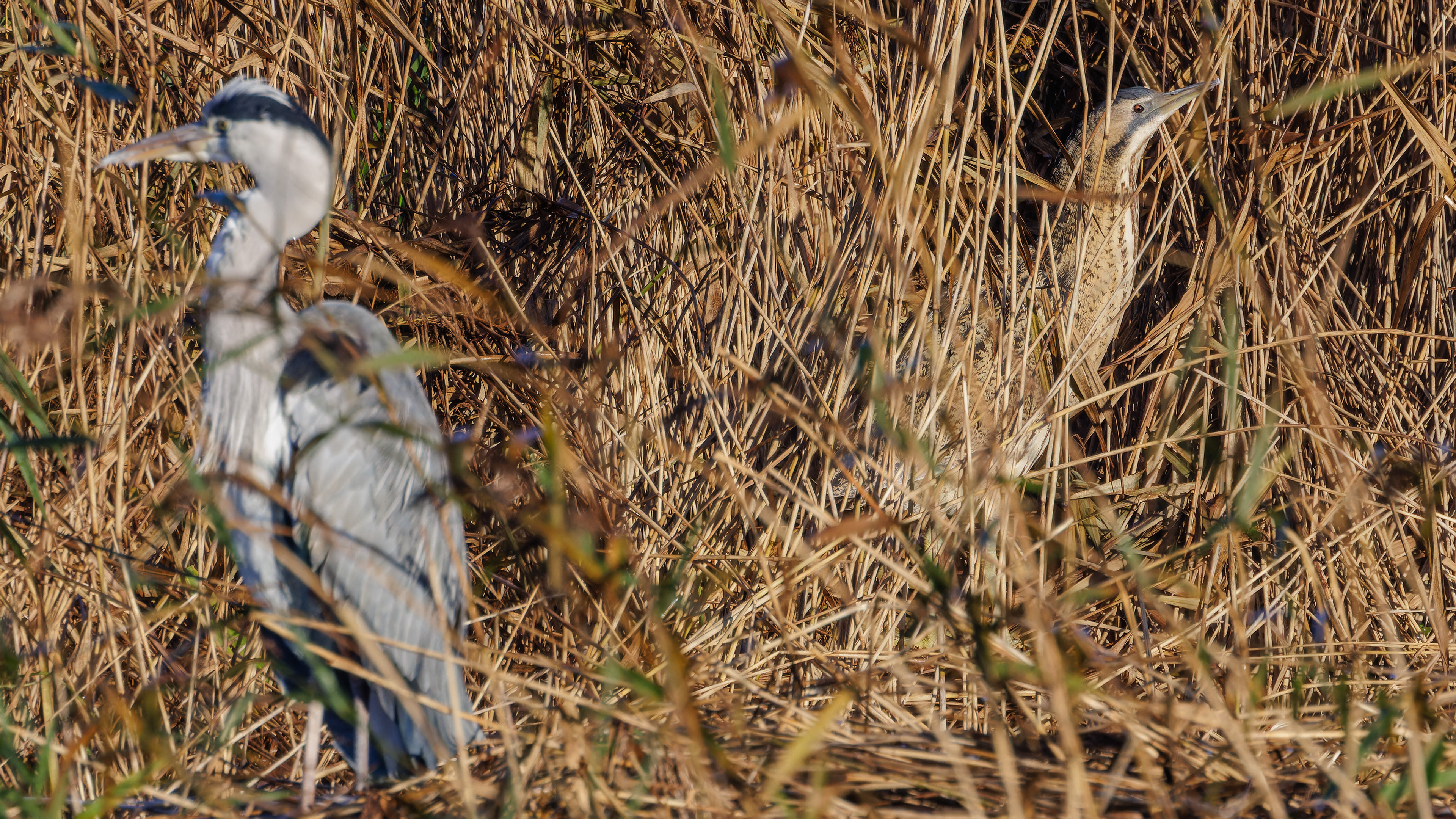 Heron and Bittern