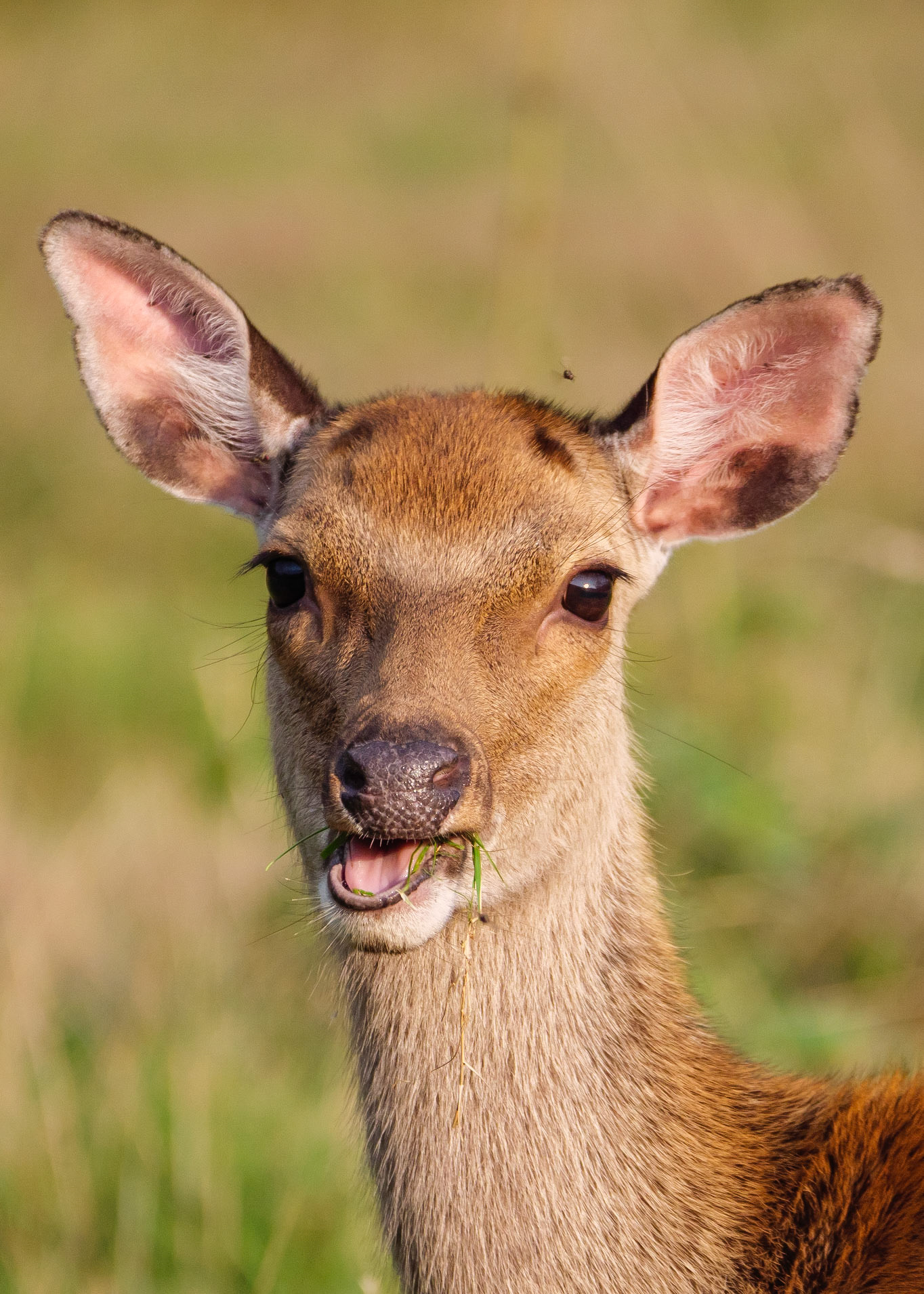 Sika Deer