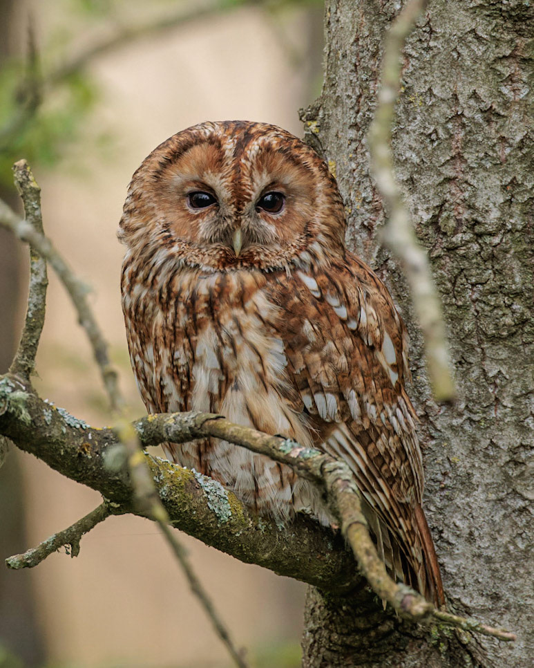 Tawny Owl