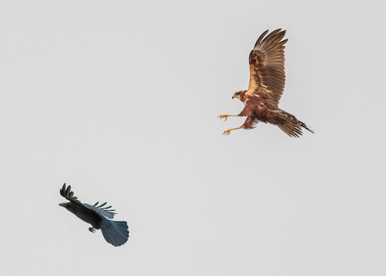 Marsh Harrier