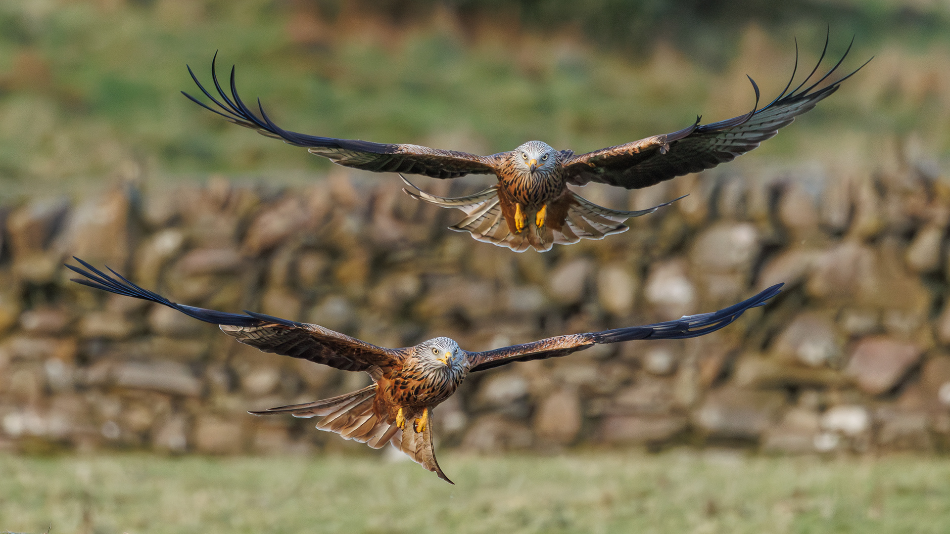 Red Kite