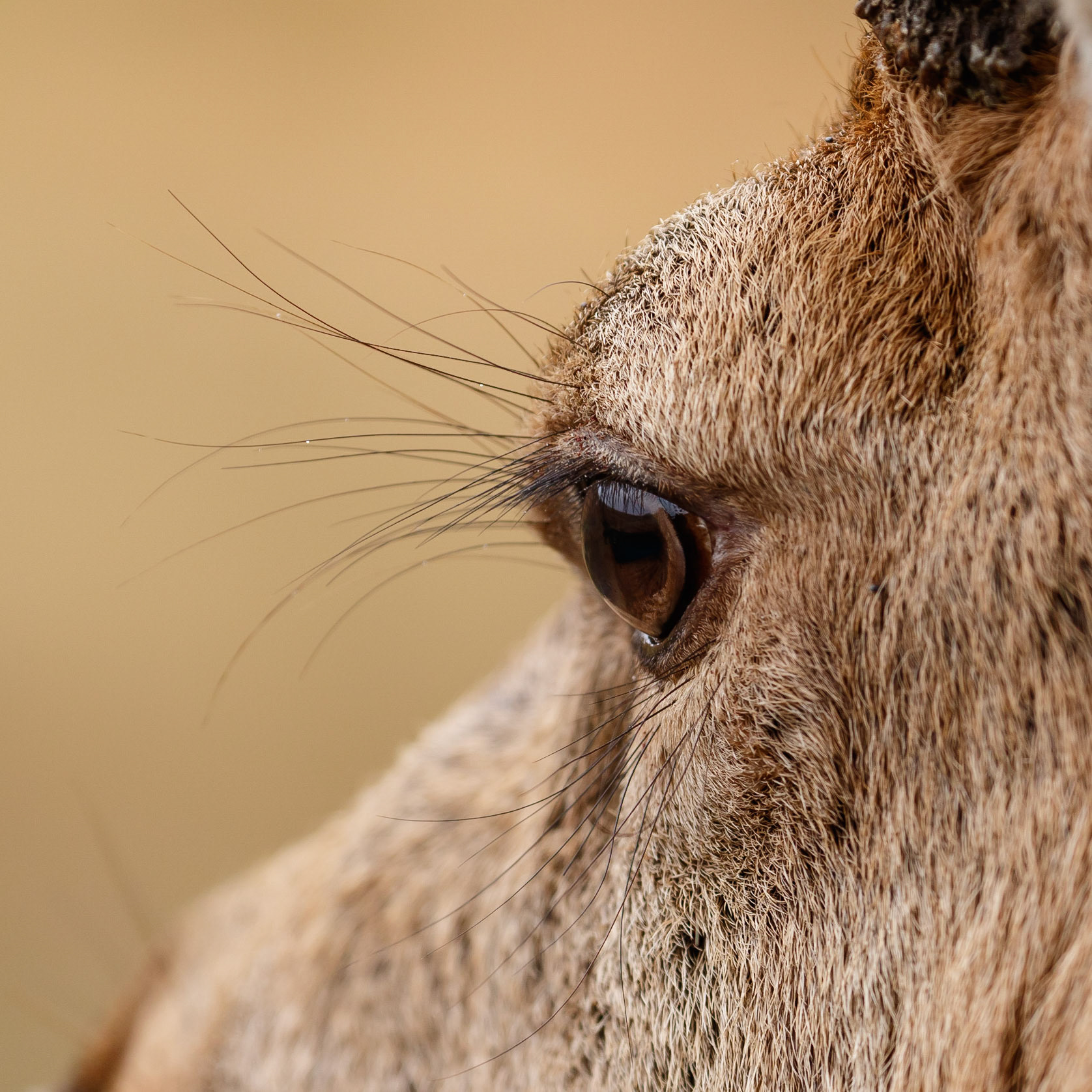 Red Deer