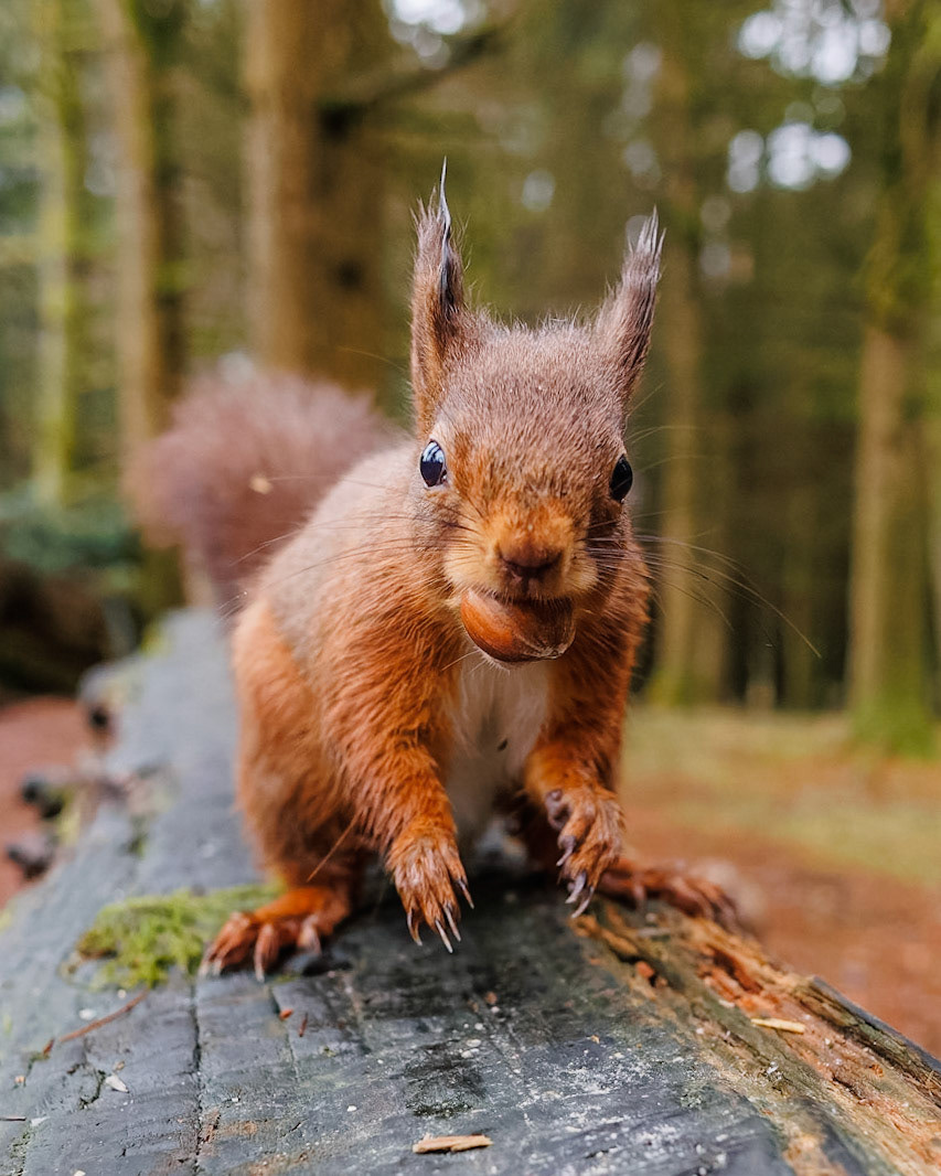 Red Squirrel