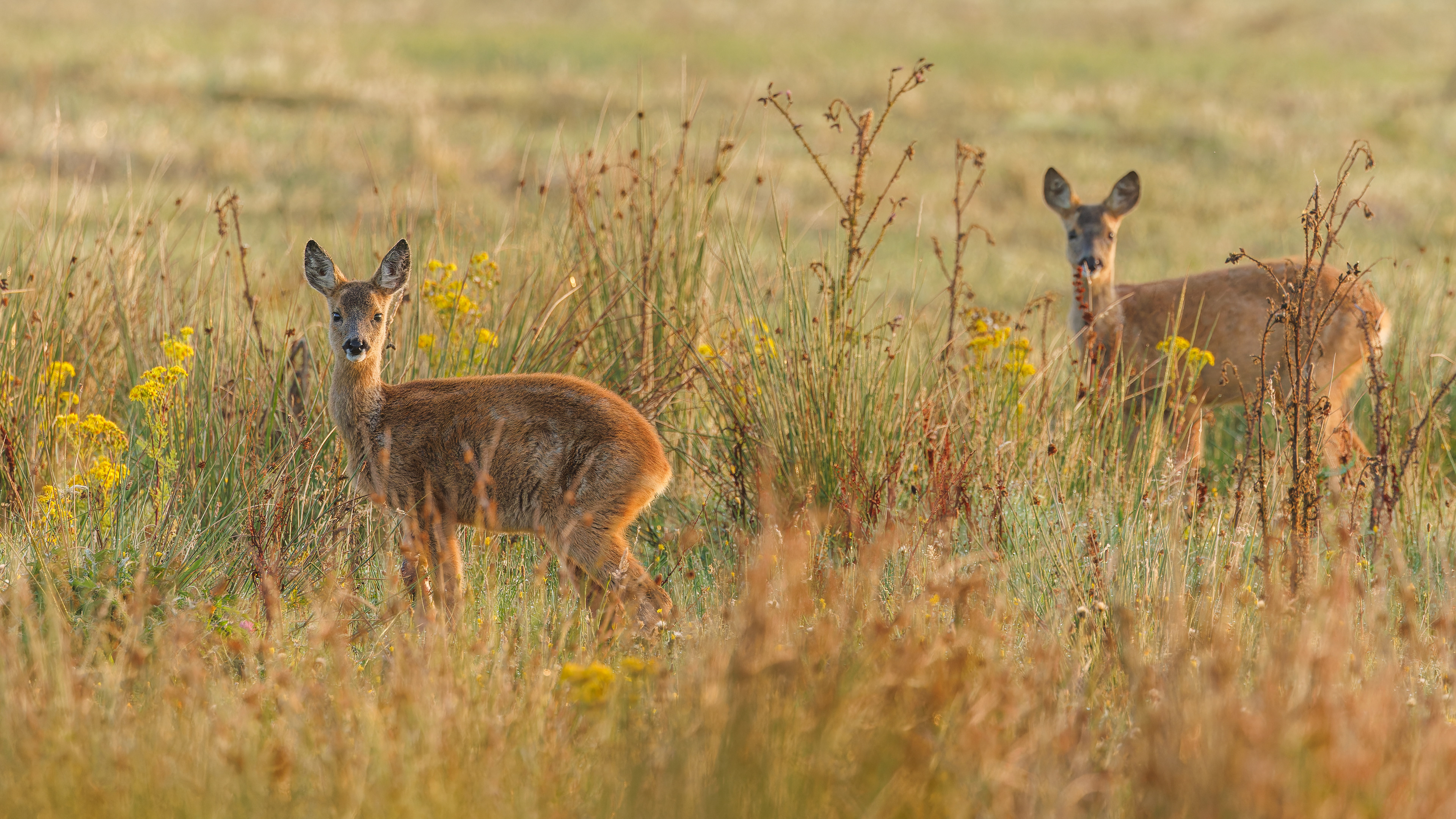 Roe Deer