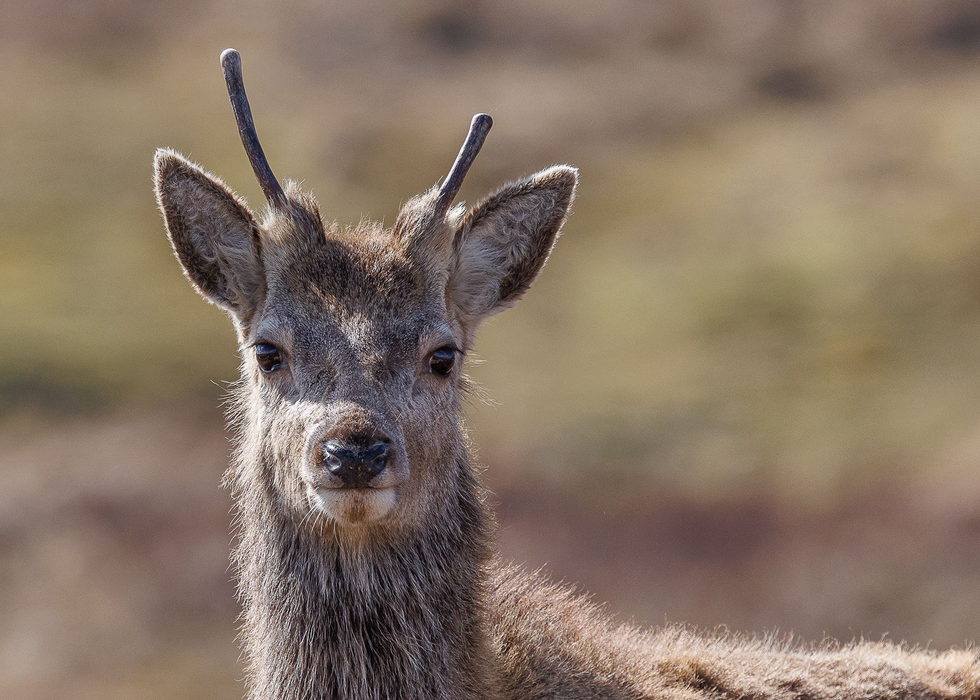 Red Deer