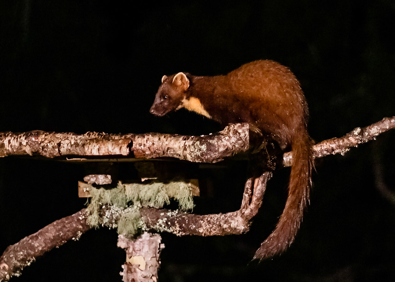 Pine Marten