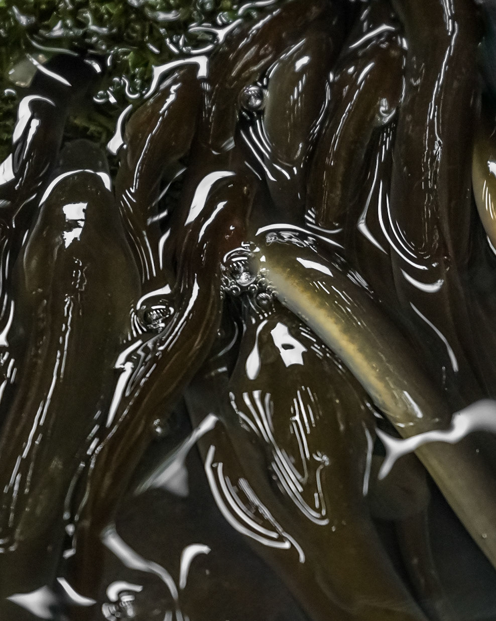 Eels