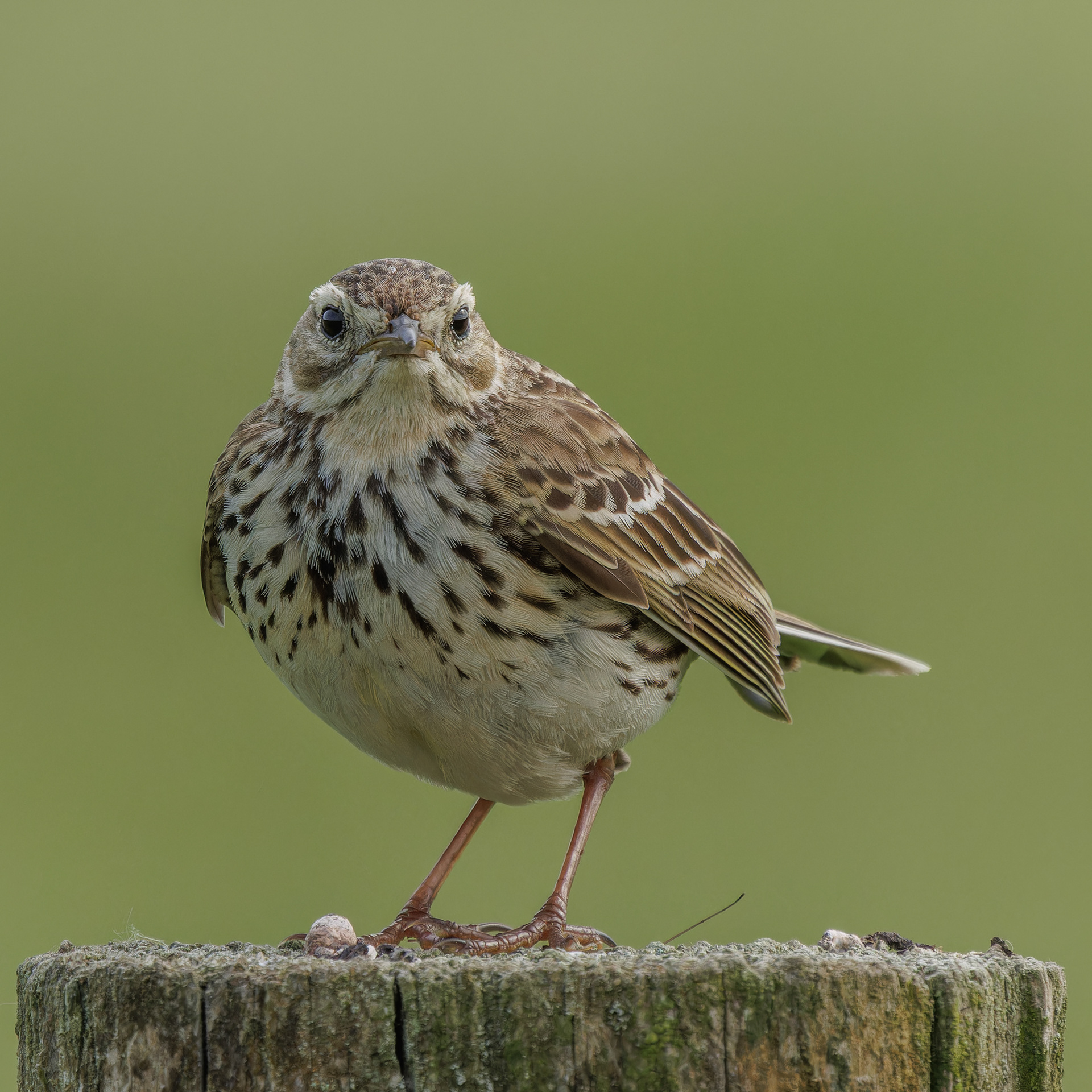 Meadow Pipit