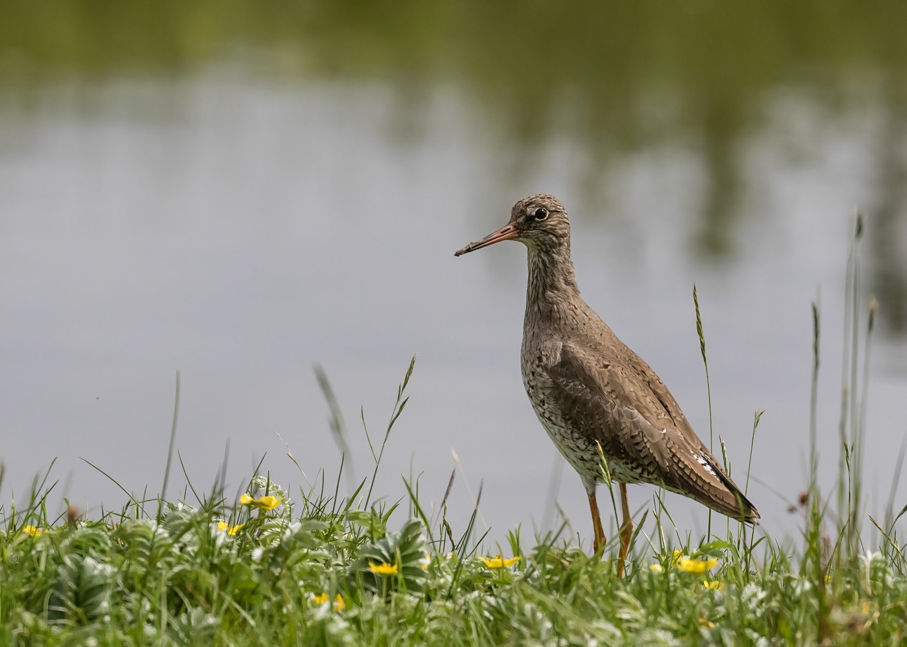 Redshank